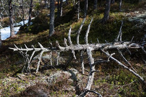 Norwegische Taiga