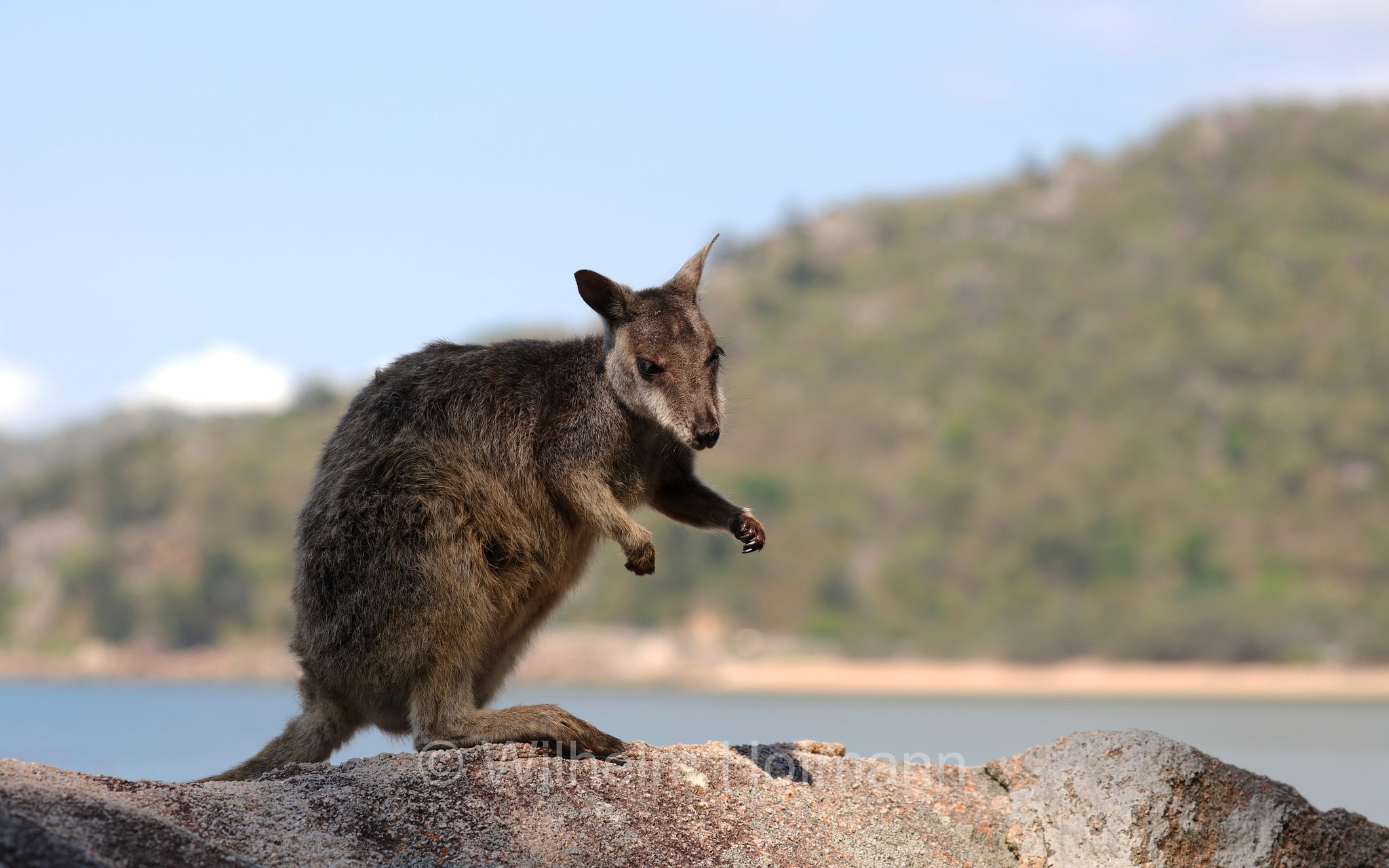 Petrogale assimilis, allied rock-wallaby, Weasel rock-wallaby, Variables Felskänguru, wallaby delle rocce alleato, Geoffrey Bay, Magnetic Island, Queensland, Australia, Australien
