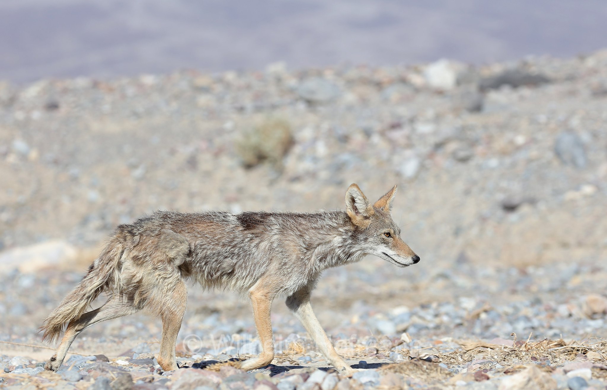 Canis latrans, coyote, American jackal, prairie wolf, brush wolf, Kojote, Präriewolf, Steppenwolf, coiote, lupo delle praterie, Furnace Creek, Death Valley National Park, Death-Valley-Nationalpark, Valle della Morte, California, Kalifornien, USA