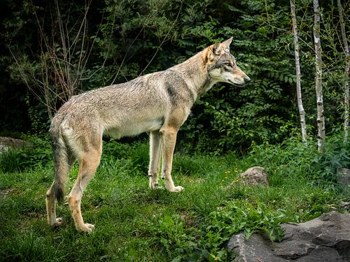 Im Tierpark Dählhölzli