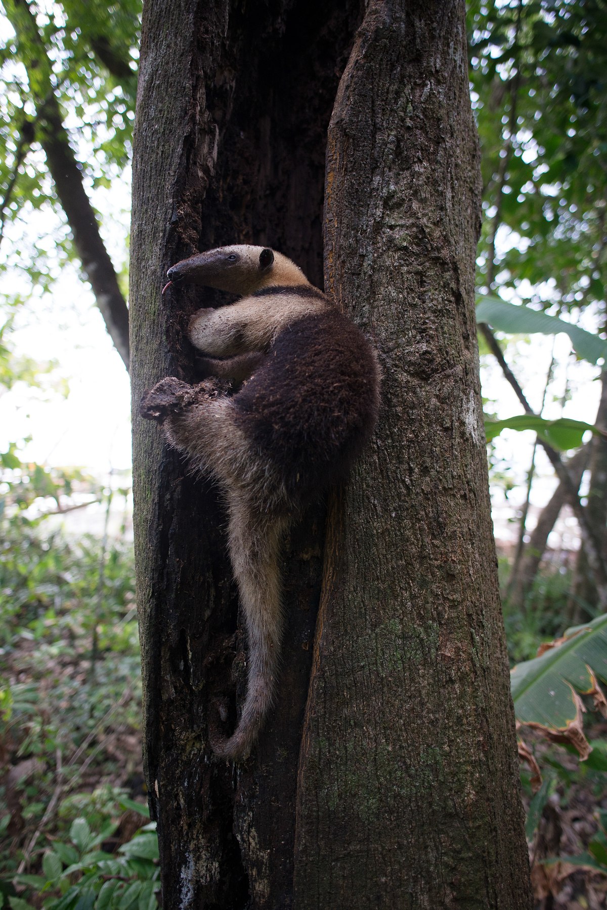 Tree Climber