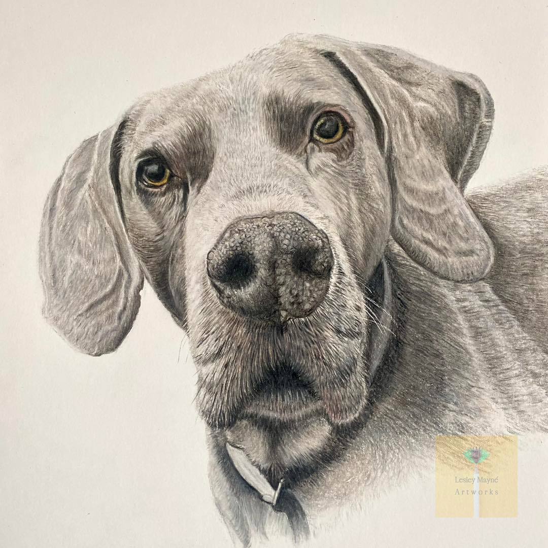 Lesley Mayne Artworks Pet Portrait Weimaraner Dog Pet Portrait  Chester Pet Portrait Artist Commissioned