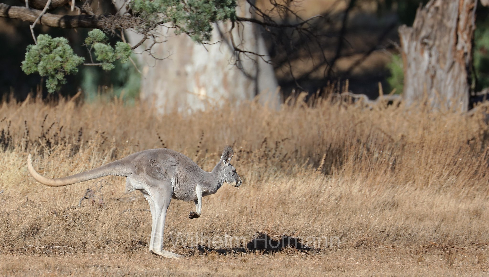 red kangaroo, Rotes Riesenkänguru, canguro rosso, Osphranter rufus, Wilpena Pound, Ikara–Flinders Ranges National Park, Ikara-Flinderskette-Nationalpark, parco nazionale Monti Flinders, South Australia, Südaustralien, Australia Meridionale, Australia, Australien