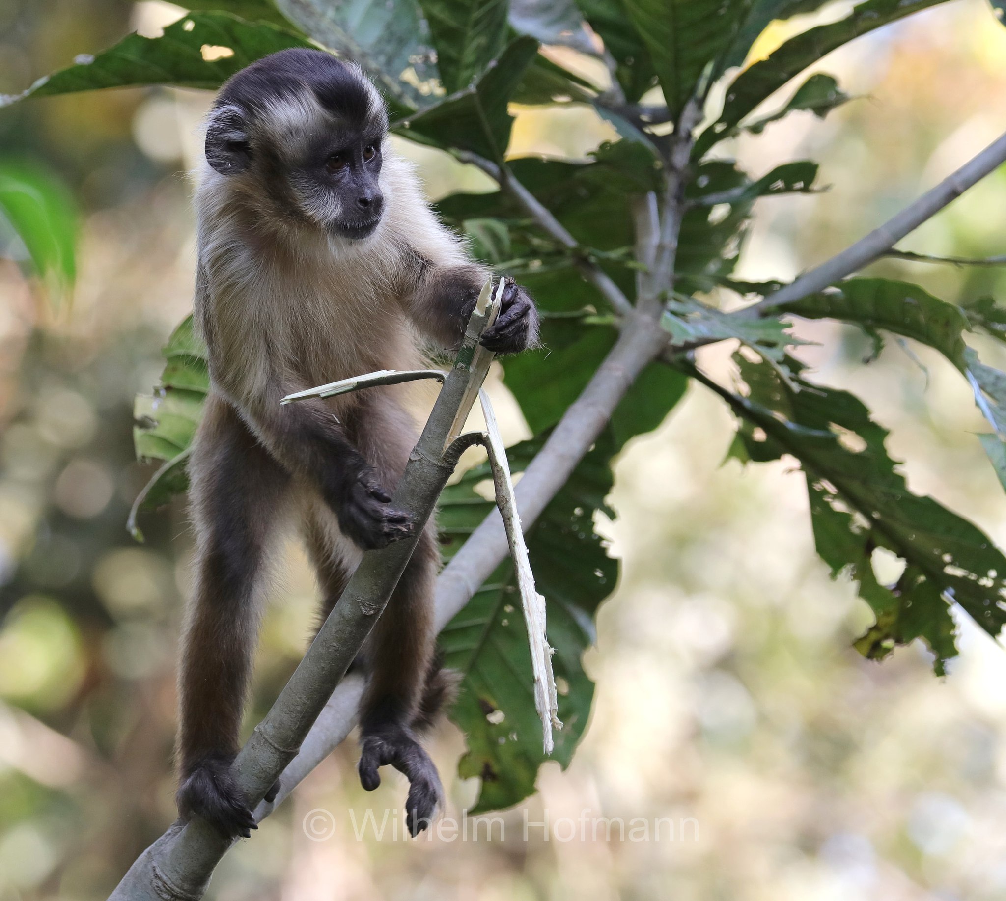 hooded capuchin, Azaras's capuchin, Azara-Kapuzineraffe, cebo di Azara, Sapajus cay, Pantanal, Mato Grosso, Brazil, Brasil, Brasile, Brasilien