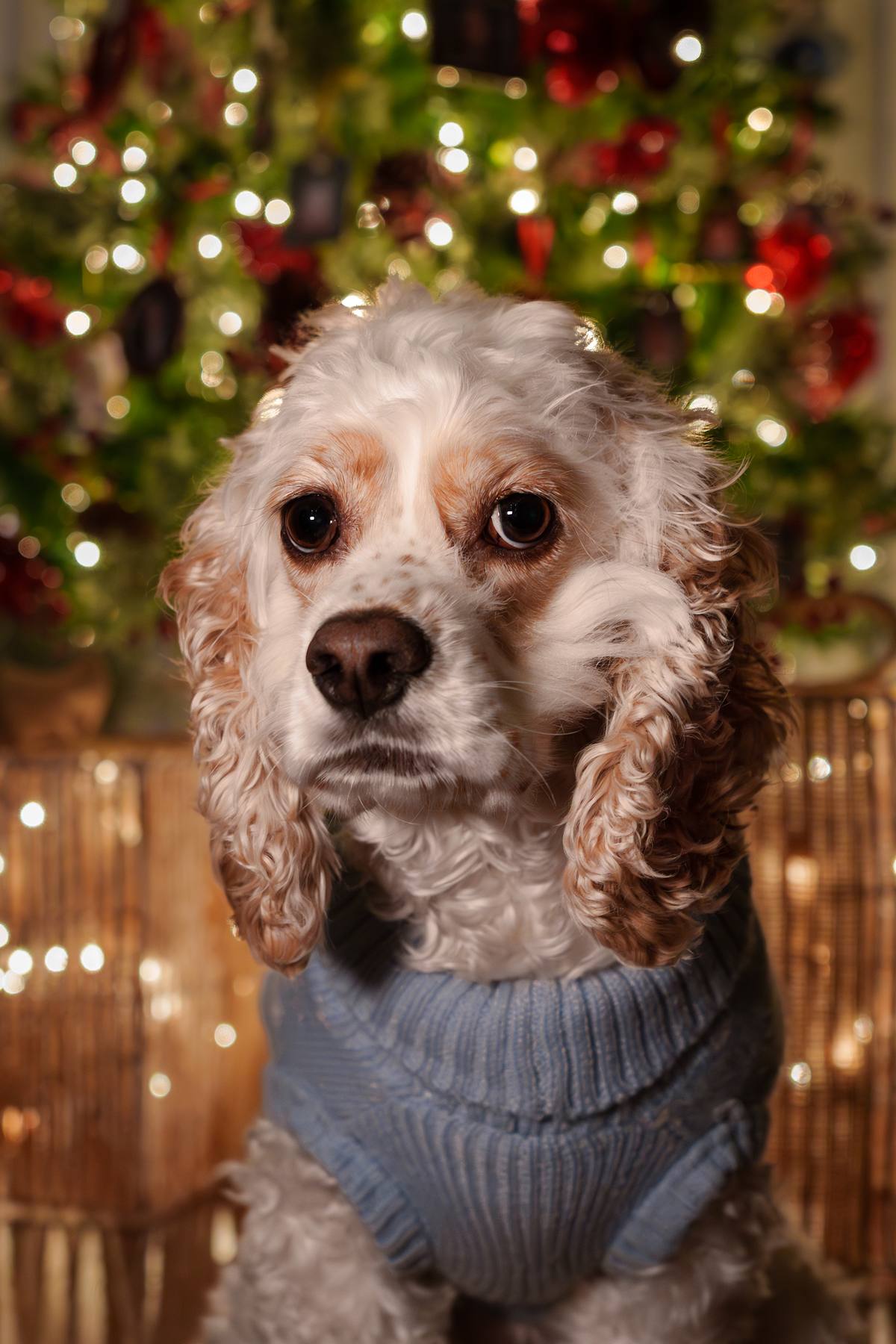 Cocker Spaniel at Christmas