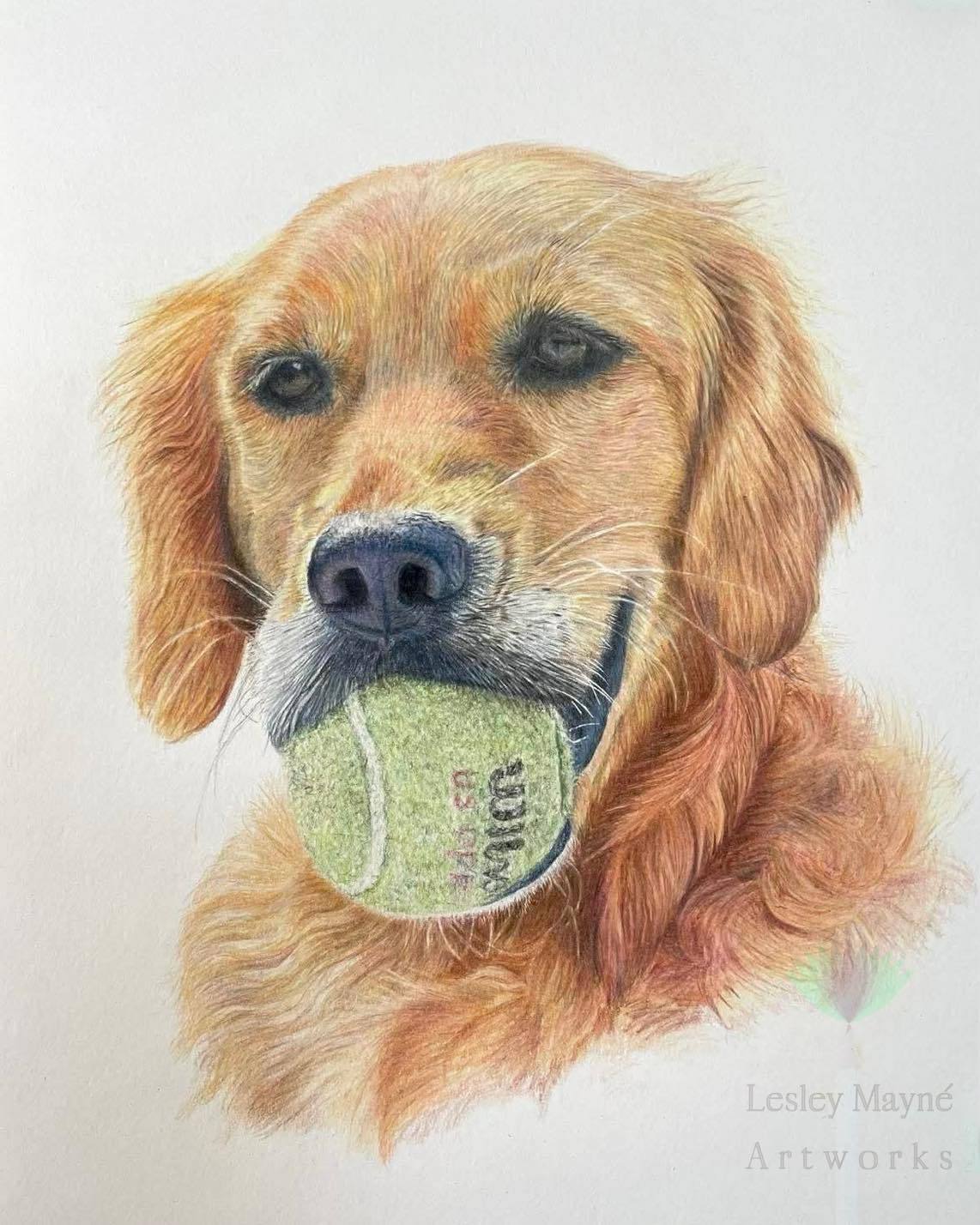 Labrador Pet Portrait, Labrador with Tennis Ball in Mouth, Labrador with Tennis Ball, Golden Retriever pet portrait, Gold Retiriever Pet Portrait, Golden Lab art, Gold Lab with Tennis Ball portrait, Labrador with ball art, Labradore with ball portrait,
