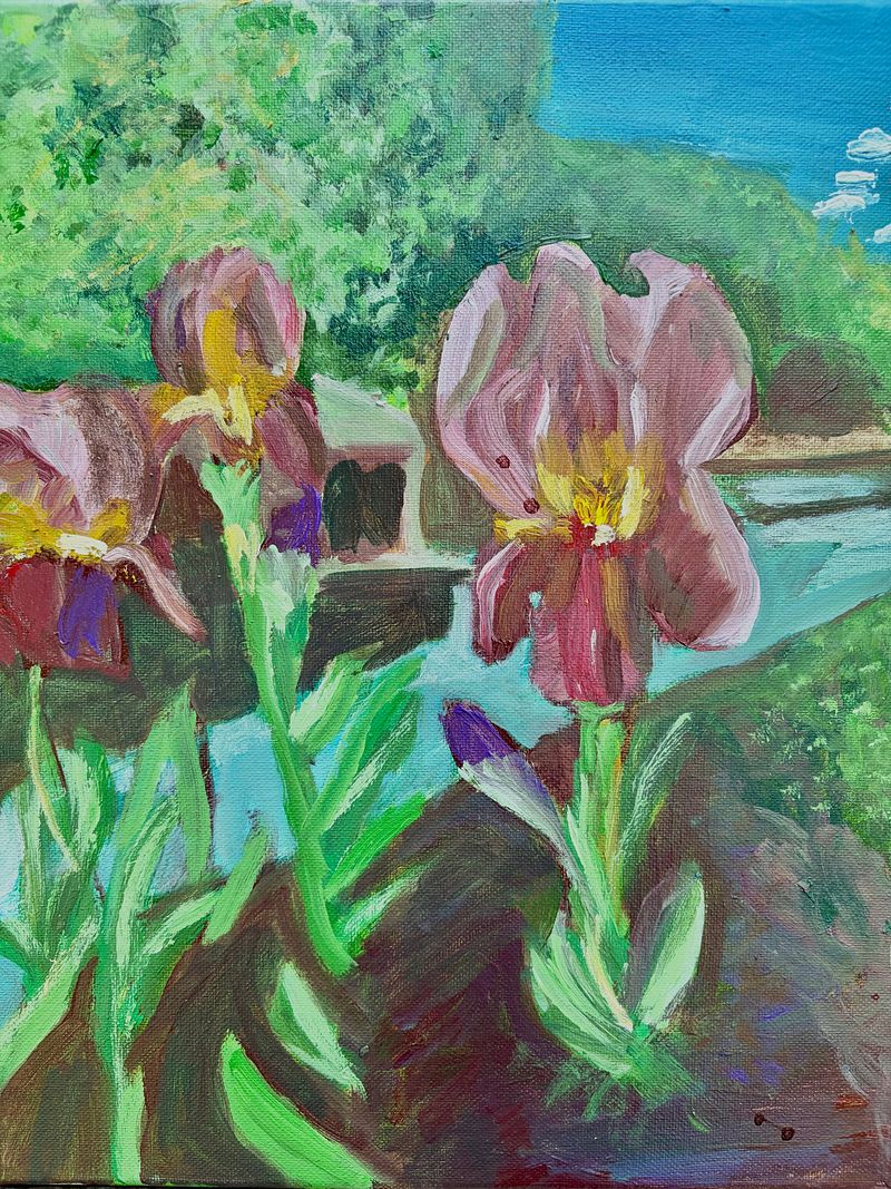 Iris