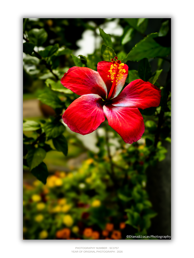 THE ONE - WILDLIFE & NATURE - "Open Flame" - LIMITED EDITION 5 of 5