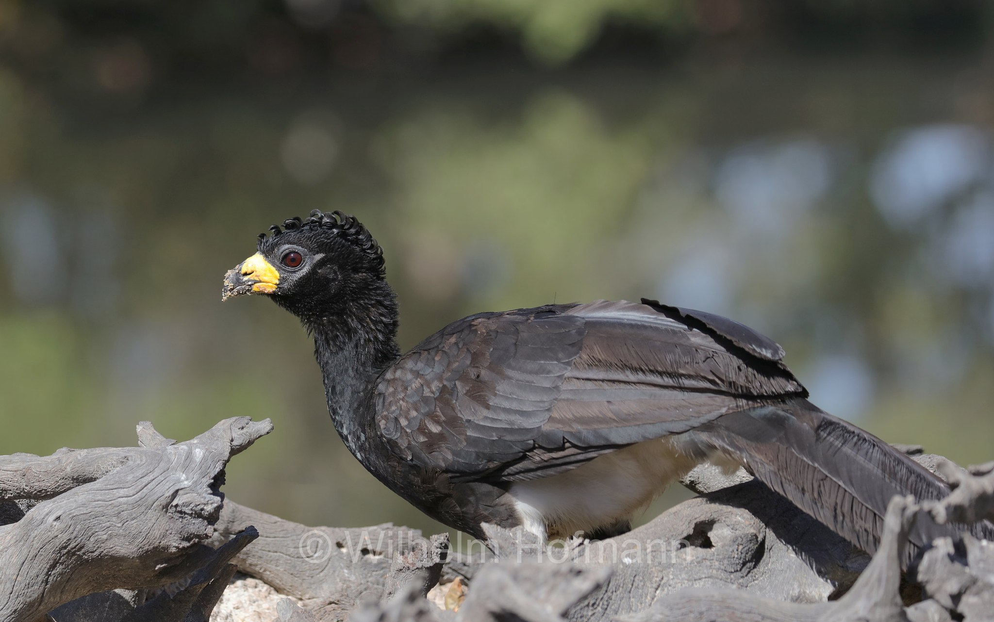 bare-faced curassow, Nacktgesichthokko, hocco faccianuda, Crax fasciolata, Pantanal, Mato Grosso, Brazil, Brasil, Brasile, Brasilien