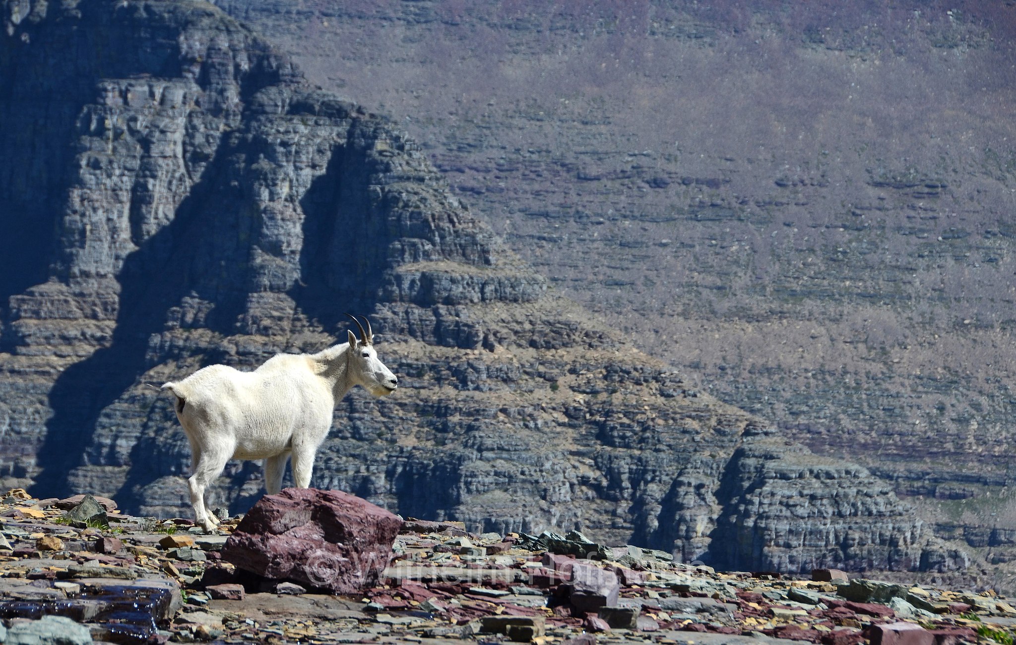 Oreamnos americanus, mountain goat, Rocky Mountain goat, Schneeziege, Bergziege, capra delle nevi, aplocero, Hidden Lake Pass, Glacier National Park, Glacier-Nationalpark, parco nazionale dei ghiacciai, Montana, USA