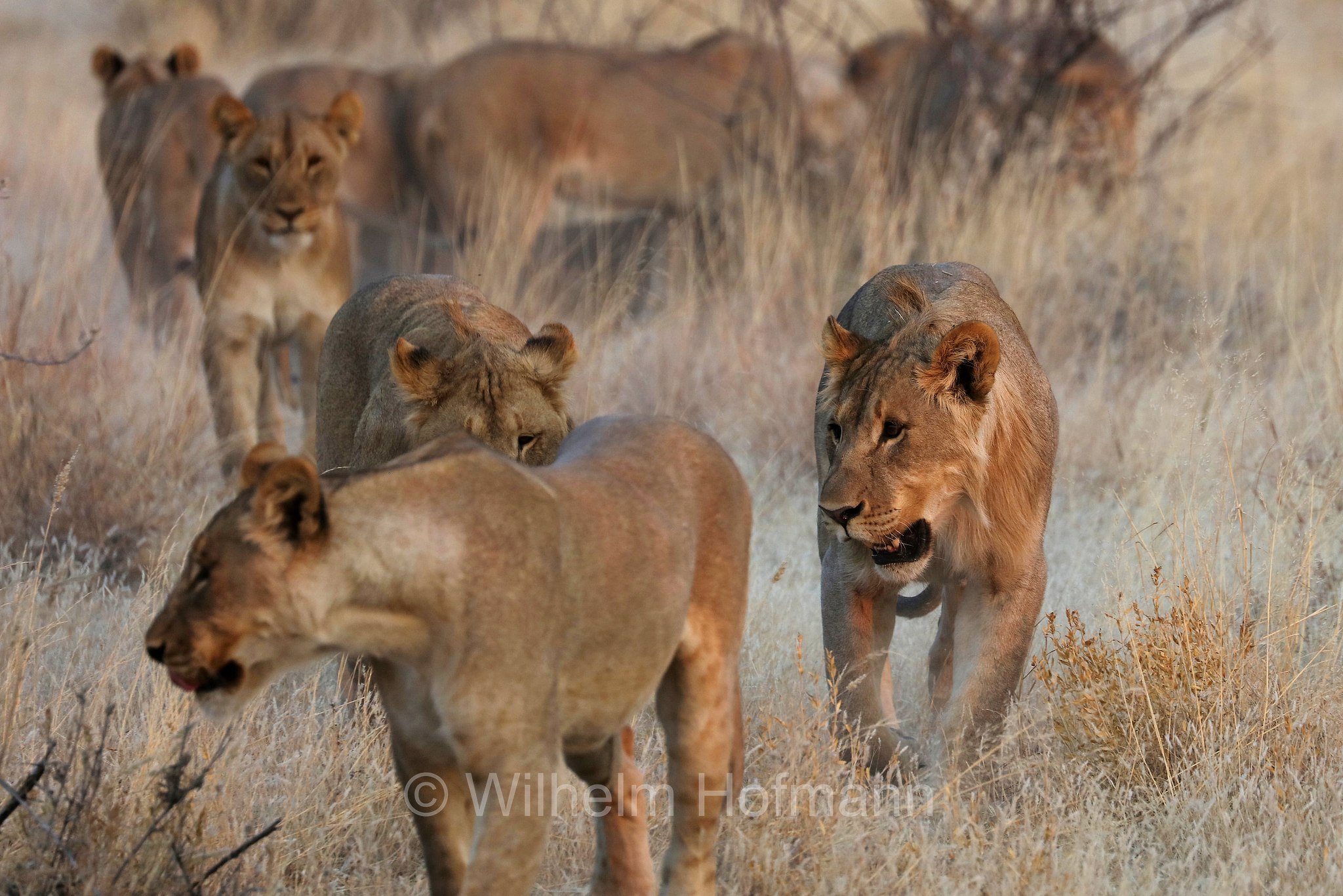 Lion, Löwe, leone, panthera leo melanochaita, Etosha-Nationalpark, Etosha National Park, parco nazionale d'Etosha, Namibia
