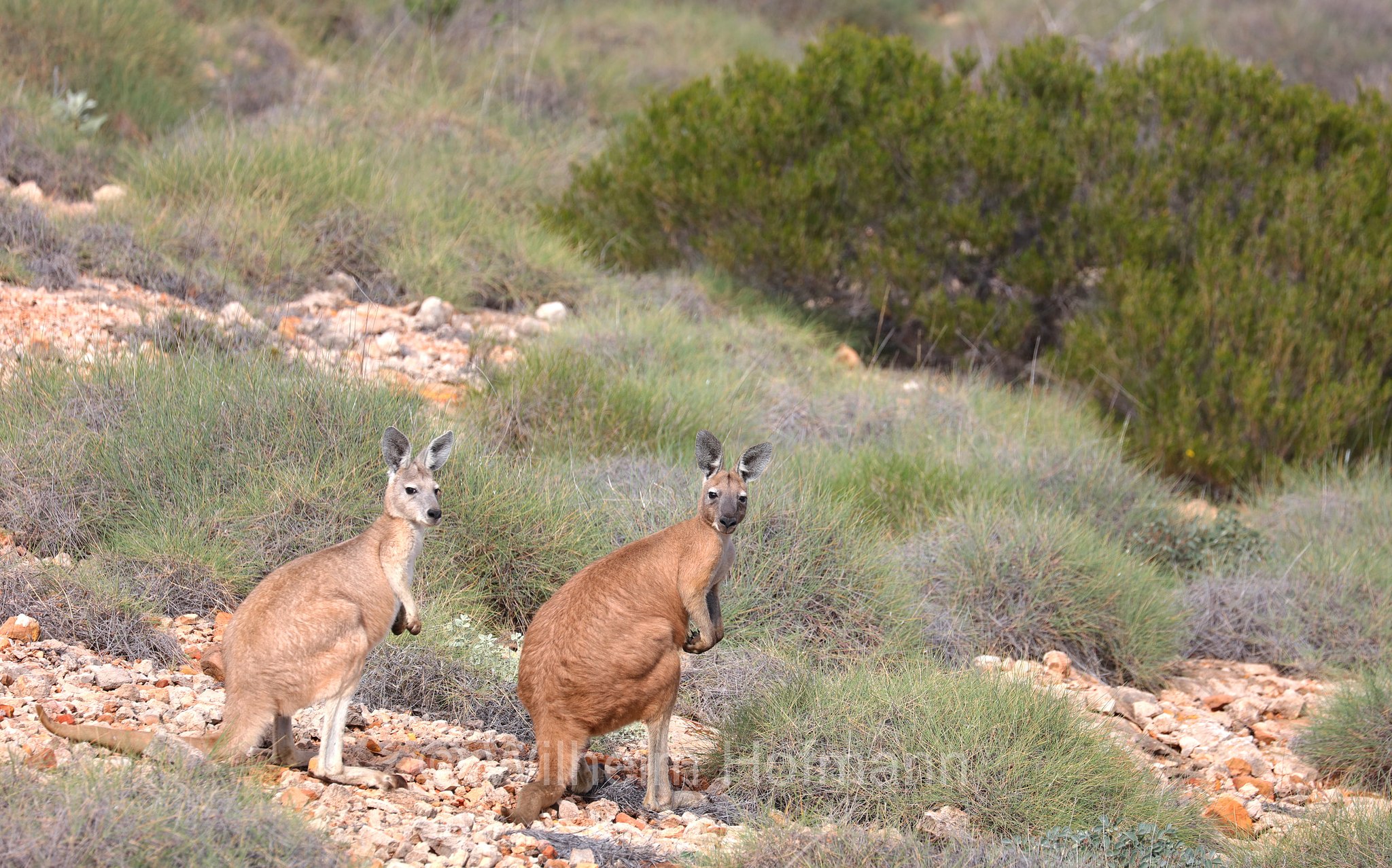 Osphranter rufus, red kangaroo, Rotes Riesenkänguru, canguro rosso, Mandu Mandu Gorge, Cape Range National Park, Cape-Range-Nationalpark, Western Australia, Westaustralien, Australia Occidentale, Australia, Australien
