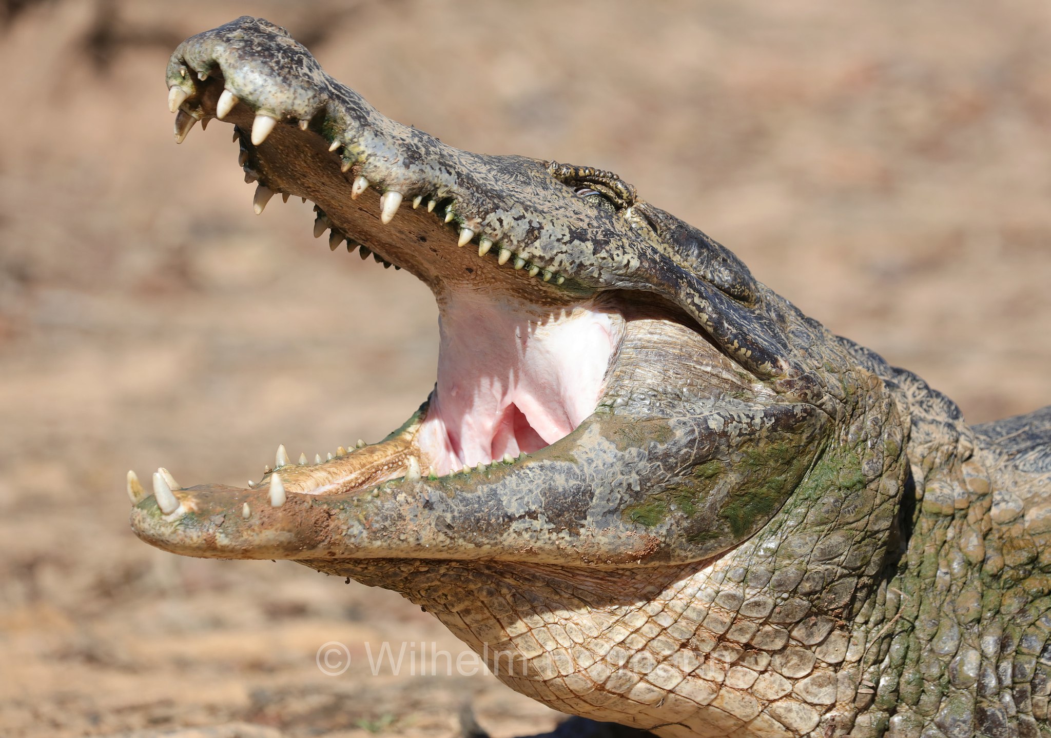 yacare caiman, jacare caiman, Paraguayan caiman, piranha caiman, red caiman, southern spectacled caiman, Brillenkaiman, caimano jacarè, Caiman yacare, Pantanal, Mato Grosso, Brazil, Brasil, Brasile, Brasilien