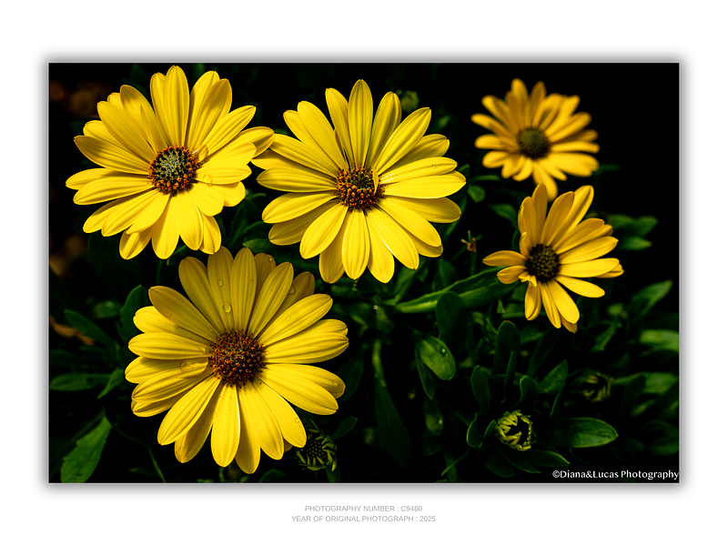 THE ONE - WILDLIFE & NATURE - "Yellow Cluster" - LIMITED EDITION 5 of 5