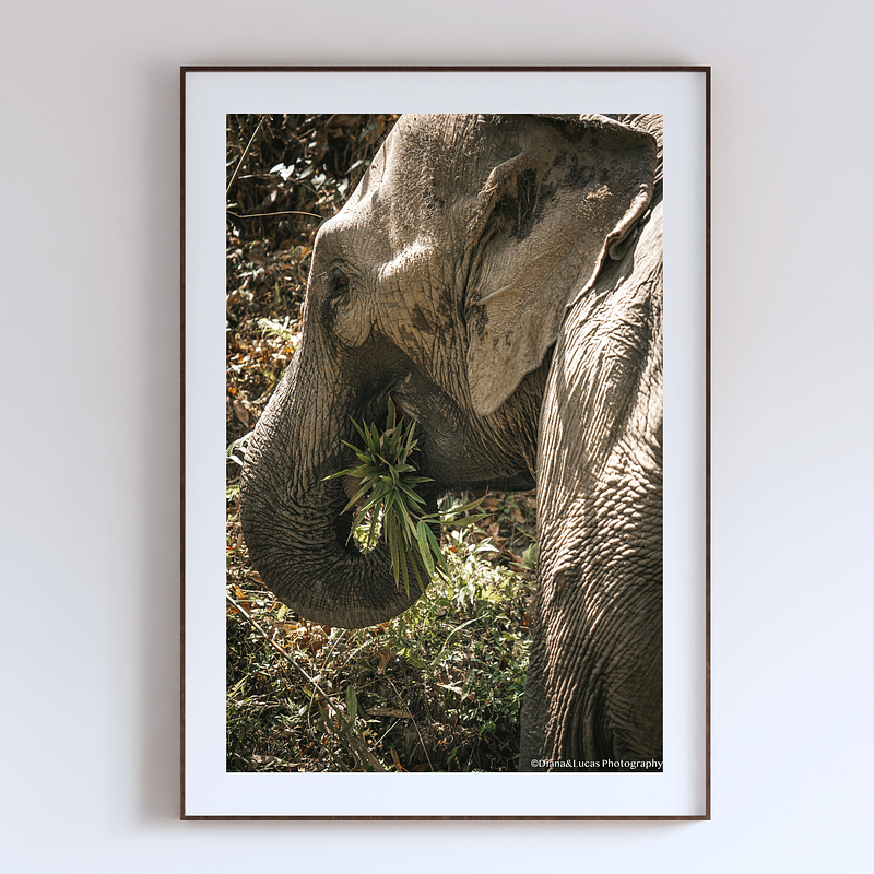 COLLECTION - GIANTS OF THE LAND VERTICAL - "Fresh Pick" - LIMITED EDITION 10 of 10