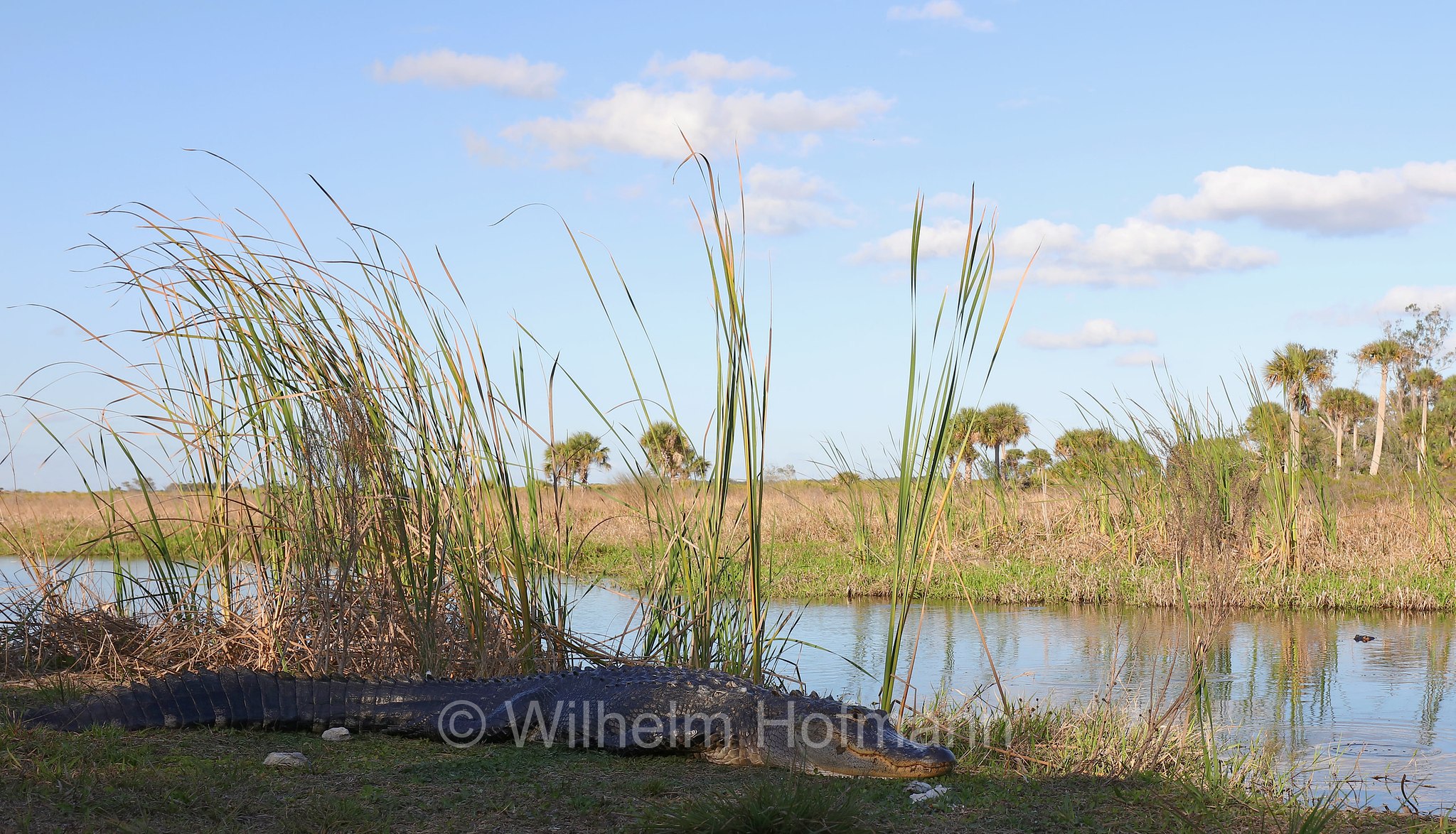Alligator mississippiensis, American alligator, common alligator, gator, Mississippi-Alligator, Hechtalligator, alligatore del Mississippi, Sevenmile Slough, Double Trailhead, Kissimmee Prairie Preserve State Park, Florida, USA