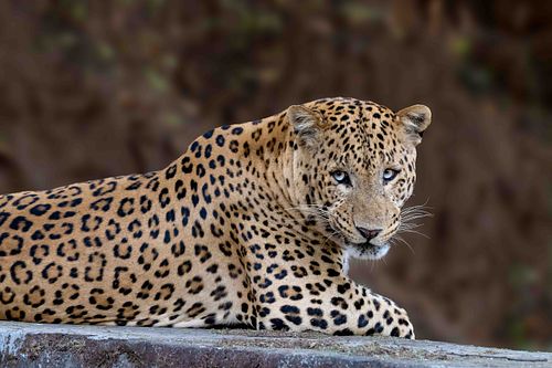 Jhalana Leopard Reserve
