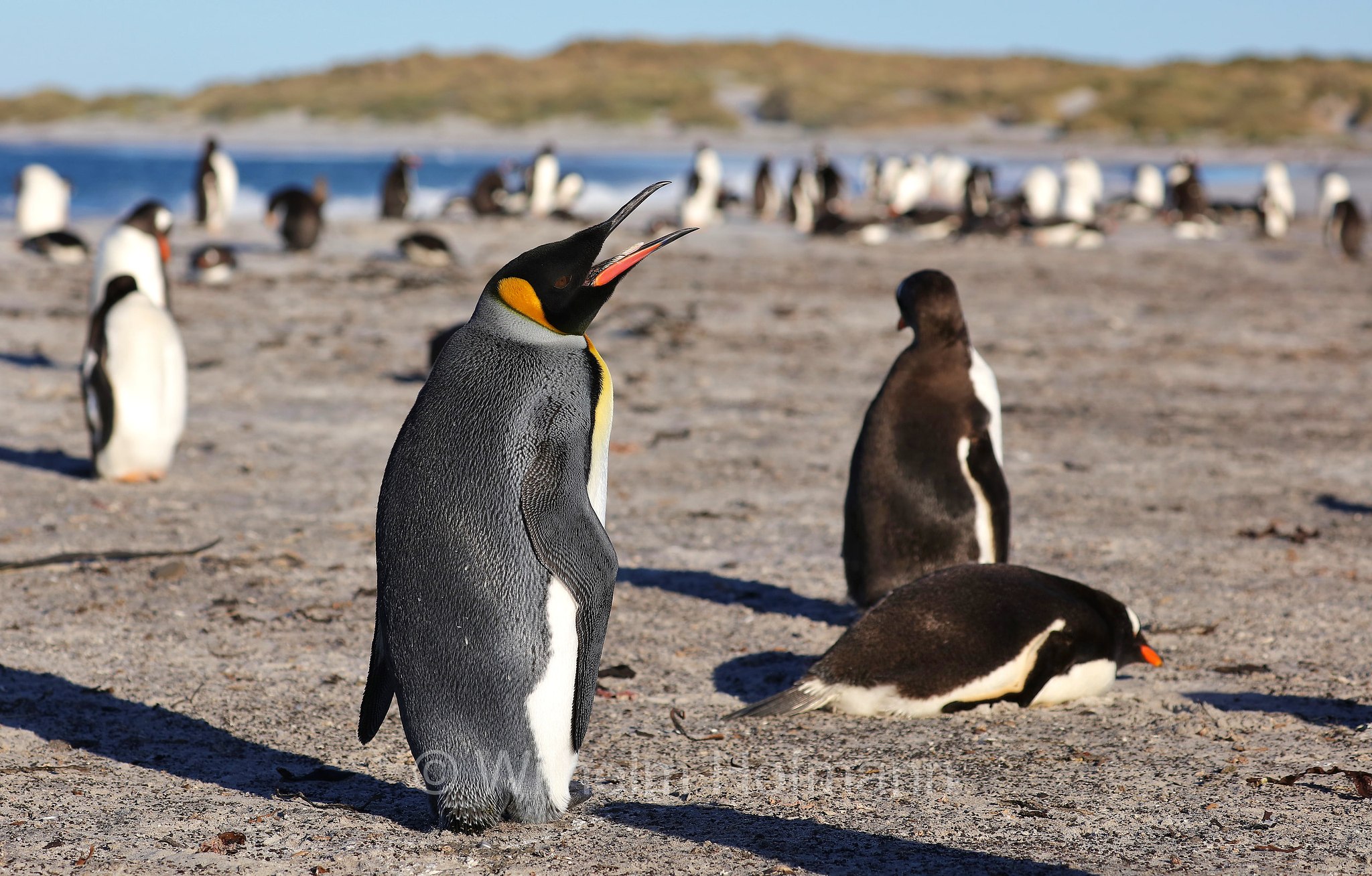 king penguin, Königspinguin, pinguino reale, Aptenodytes patagonicus, Sealion Island, Sea Lion Island, Isla de los Leones Marinos, Falkland Islands, Falklandinseln, Isole Falkland