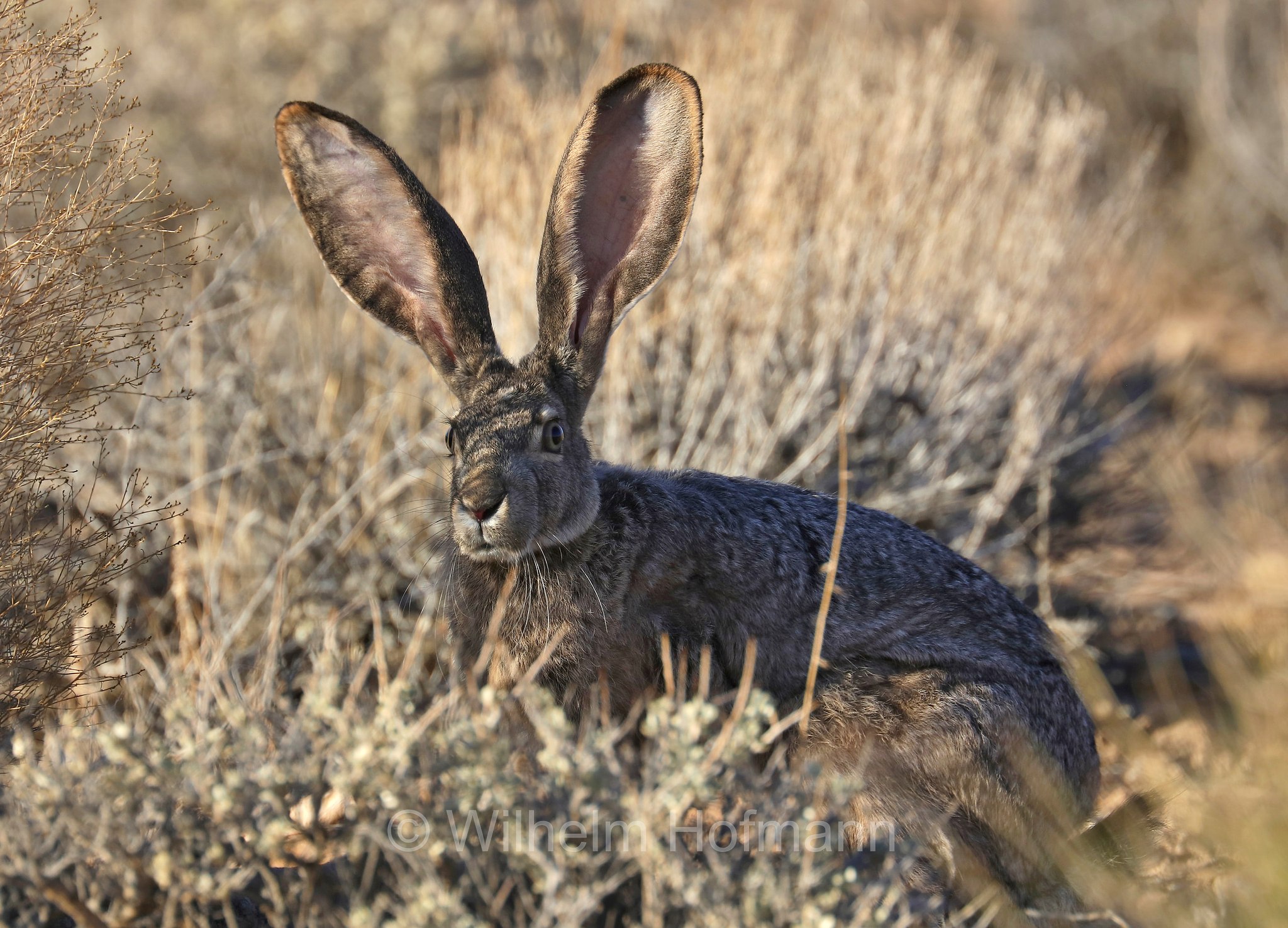 Lepus californicus, black-tailed jackrabbit, American desert hare, Eselhase, Kalifornischer Eselhase, lepre californiana, lepre dalla coda nera, Glen Canyon National Recreation Area, Utah, USA