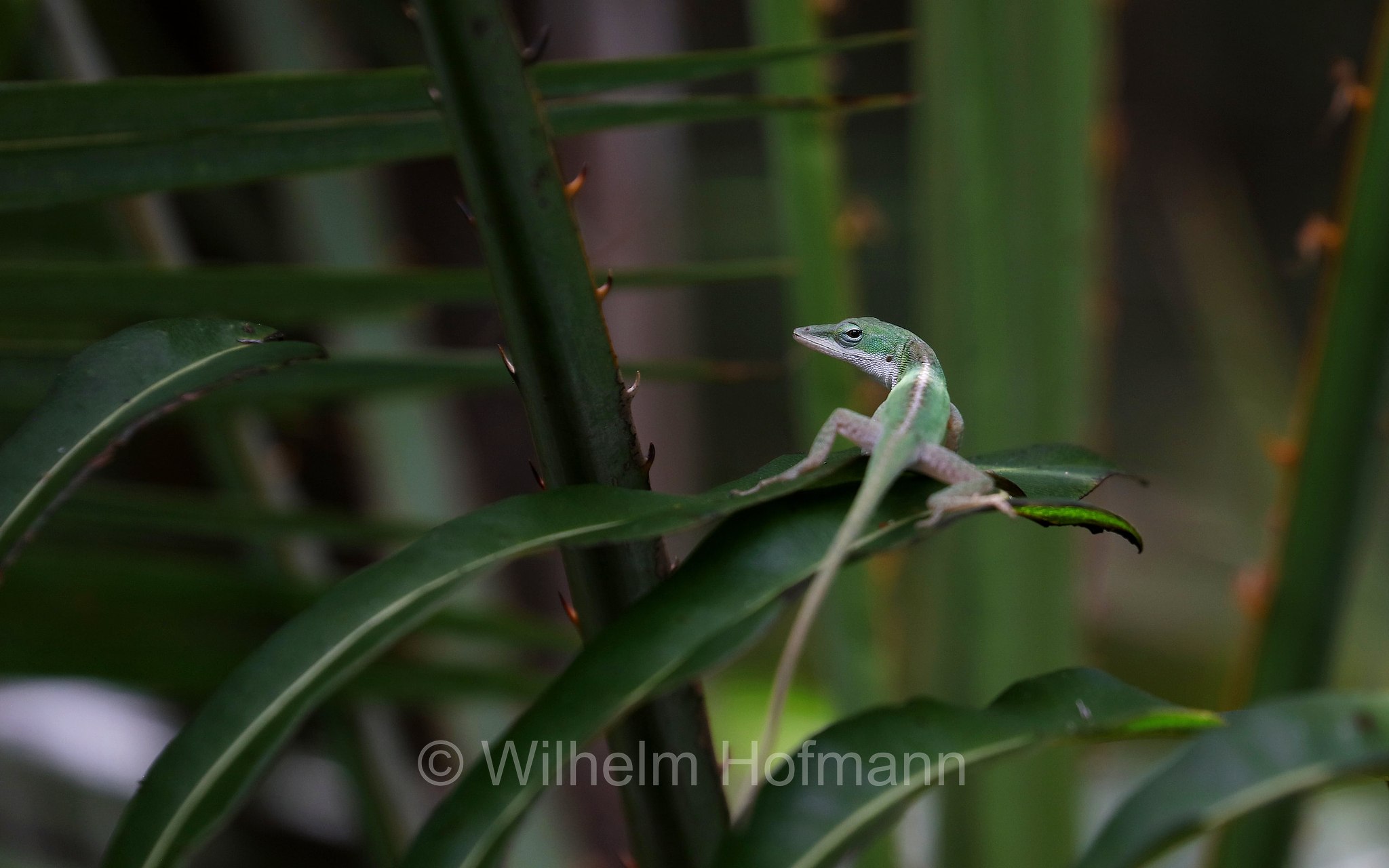 Anolis carolinensis, Anolis baccatus, green anole, Carolina anole, Carolina green anole, American anole, American green anole, North American green anole, red-throated anole, American chameleon, Rotkehlanolis, Amerikanisches Chamäleon, Grüner Anolis, anolide della Carolina, Mahogany Hammock Trail, Everglades National Park, Everglades-Nationalpark, Parco nazionale delle Everglades, Florida, USA