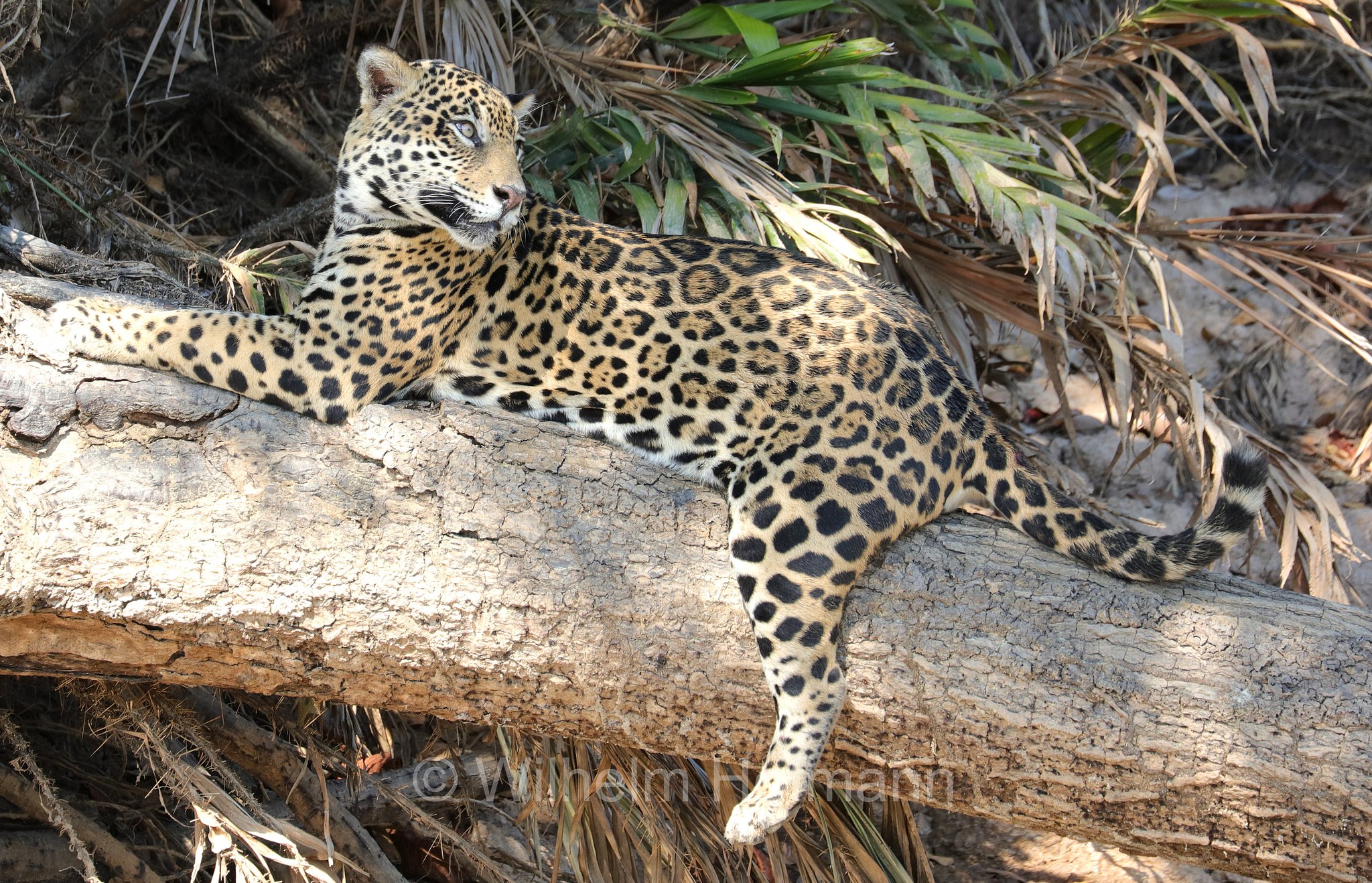 Jaguar, ﻿giaguaro, Panthera onca, Parque Estadual Encontro das Águas, Pantanal, Mato Grosso, Brazil, Brasil, Brasile, Brasilien