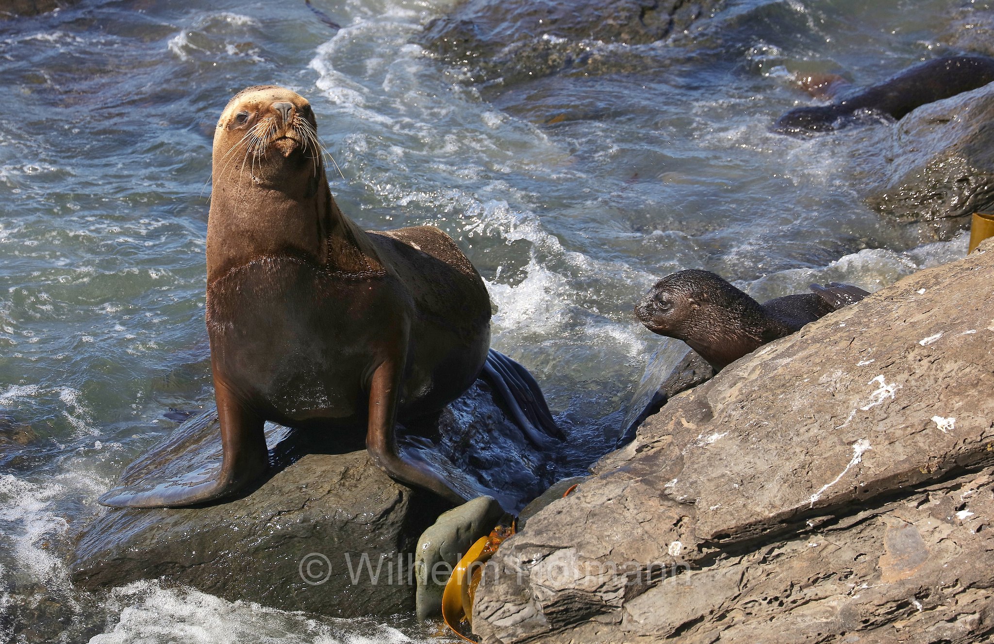 South American sea lion, southern sea lion, Patagonian sea lion, Mähnenrobbe, Patagonischer Seelöwe, Südamerikanischer Seelöwe, leone marino sudamericano, leone marino meridionale, Otaria flavescens, ﻿Südlicher See-Elefant, elefante marino meridionale, Mirounga leonina, Sealion Island, Sea Lion Island, Isla de los Leones Marinos, Falkland Islands, Falklandinseln, Isole Falkland