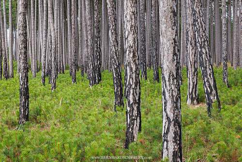 Pinus nigra - Austrian pine