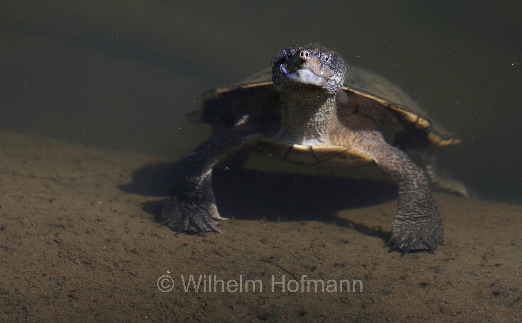 Myuchelys latisternum, saw-shelled turtle, serrated snapping turtle, common sawshell turtle, Breitbrust-Schnappschildkröte, Breitbrust-Spitzkopfschildkröte, Broken River, Eungella National Park, Eungella-Nationalpark, Parco nazionale Eungella, Queensland, Australia, Australien