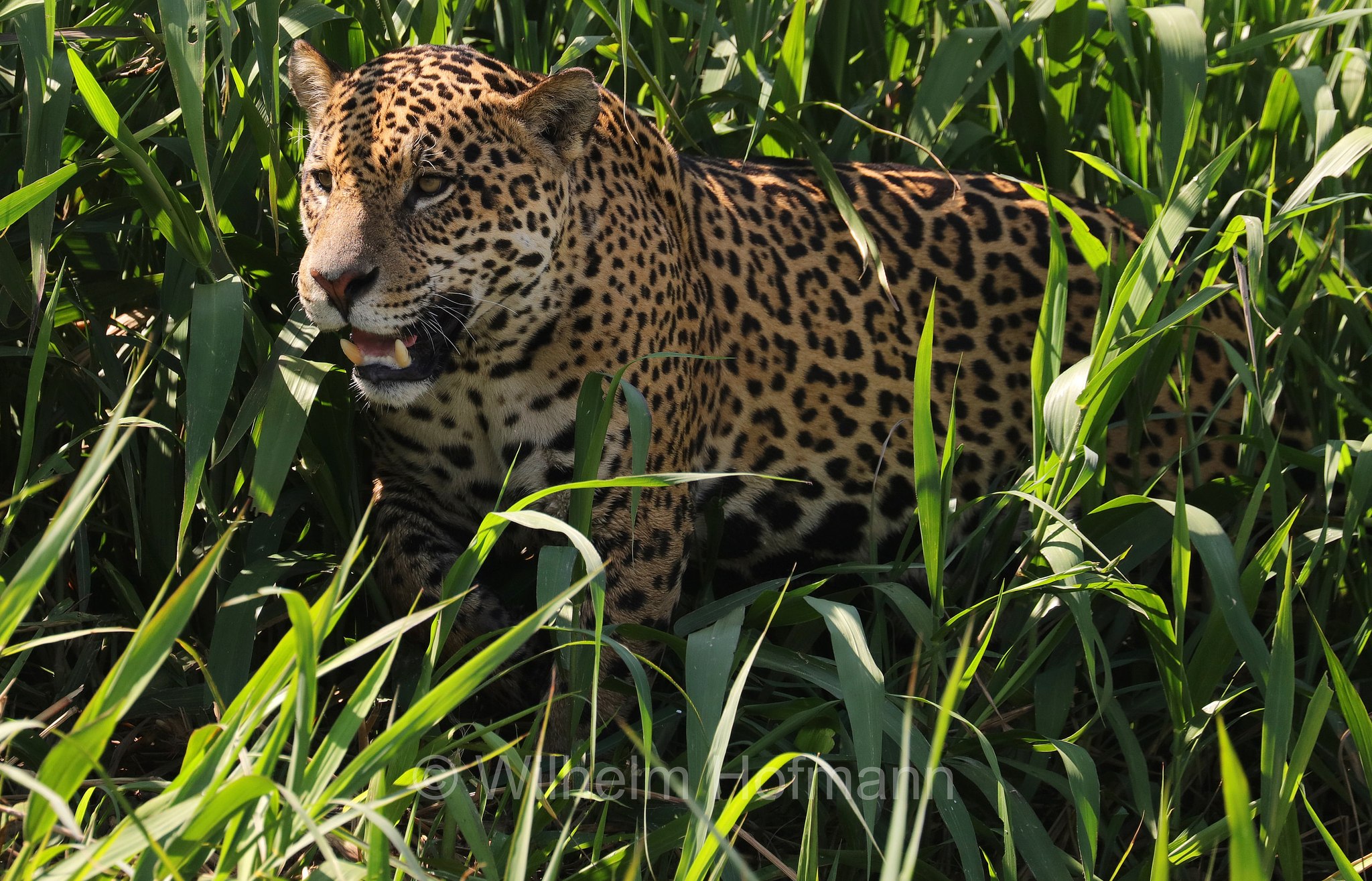 Jaguar, ﻿giaguaro, Panthera onca, Parque Estadual Encontro das Águas, Pantanal, Mato Grosso, Brazil, Brasil, Brasile, Brasilien