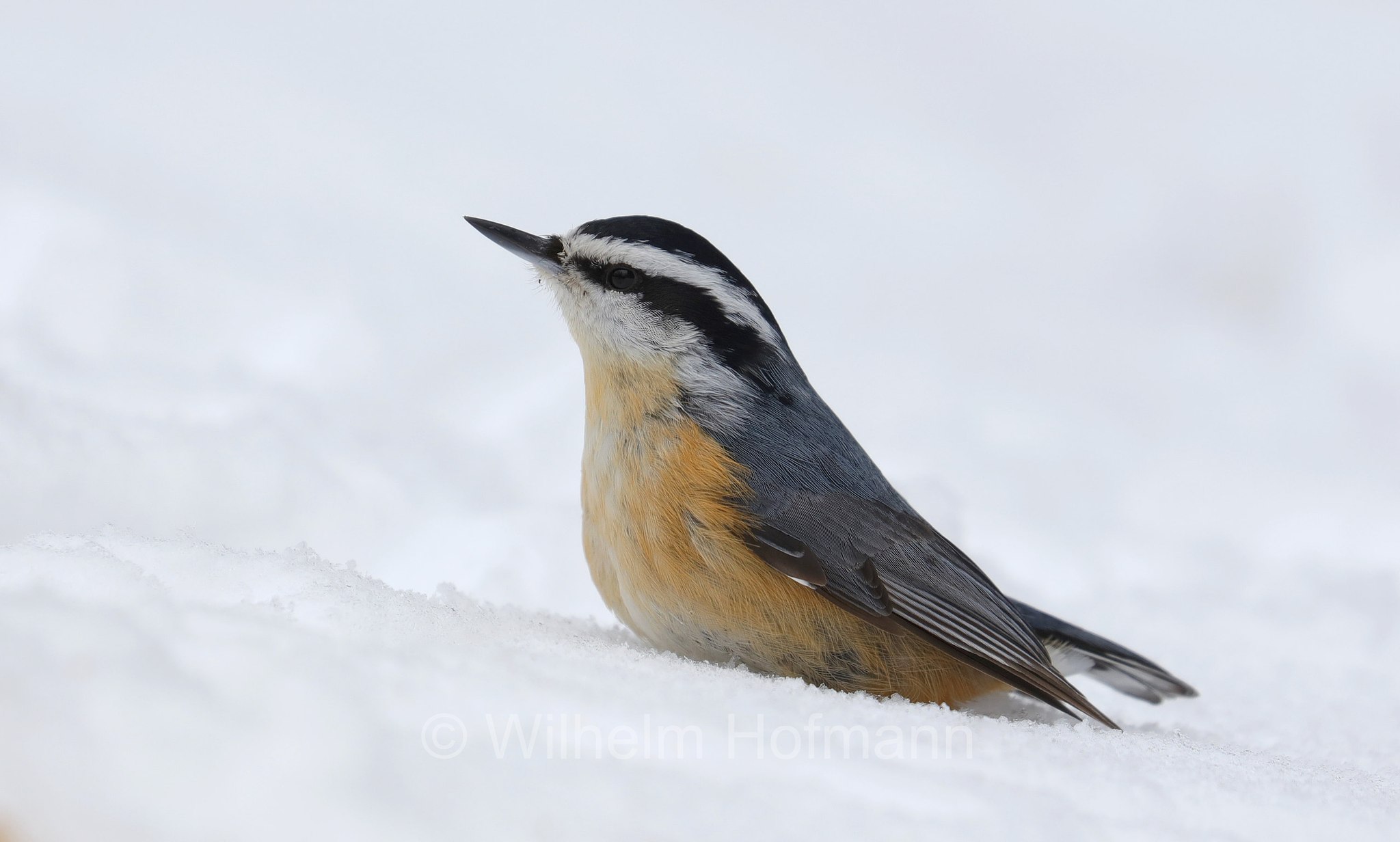 Sitta canadensis, red-breasted nuthatch, Rotbrustkleiber, Kanadakleiber, picchio muratore pettofulvo, picchio muratore pettorosso, Costello Creek, Algonquin Provincial Park, Parco provinciale di Algonquin, Ontario, Canada, Kanada