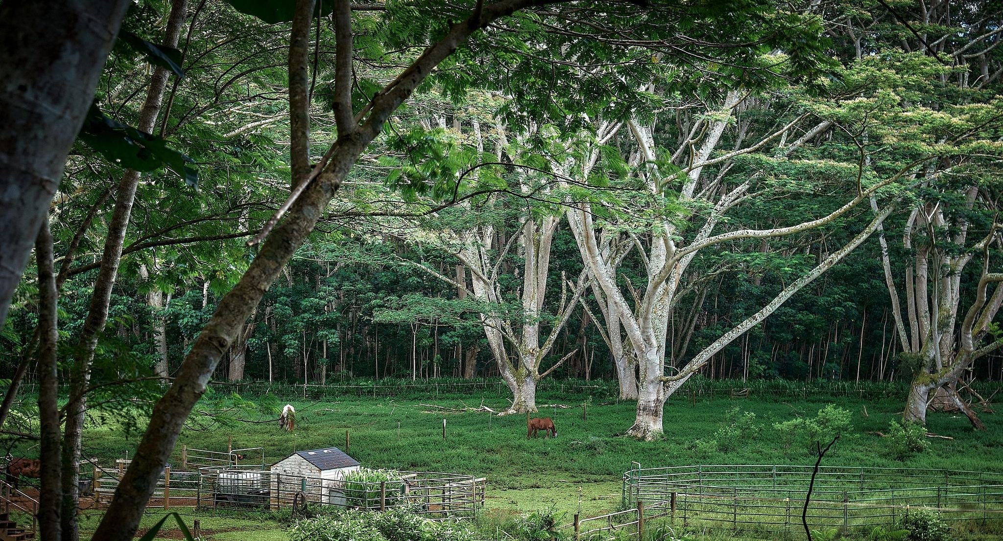 Giant Trees Shade a Meadow in South Kauai - Kauai, Hawaii