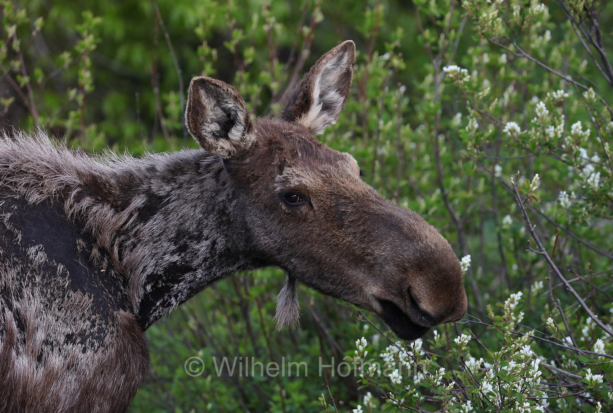 Shiras moose, Wyoming moose, Yellowstone moose, Yellowstone-Elch, Shiraz-Elch, Wyoming-Elch, alce di Shiras, Alces alces shirasi, Taggart Creek, Grand Teton National Park, Grand-Teton-Nationalpark, parco nazionale del Grand Teton, Wyoming, USA