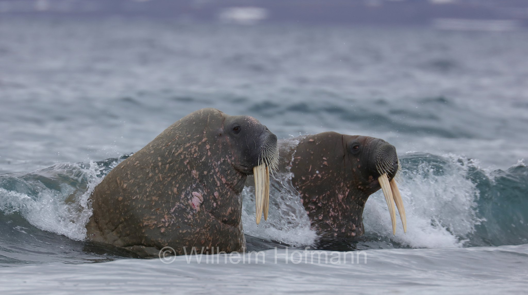Odobenus rosmarus rosmarus, Atlantic walrus, Atlantisches Walross, tricheco dell'Atlantico, Forlandet National Park, Forlandet-Nationalpark, parco nazionale Forlandet, Prins Karls Forland, Prinz-Karl-Vorland, Svalbard, Spitzbergen, Norway, Norwegen, Norvegia