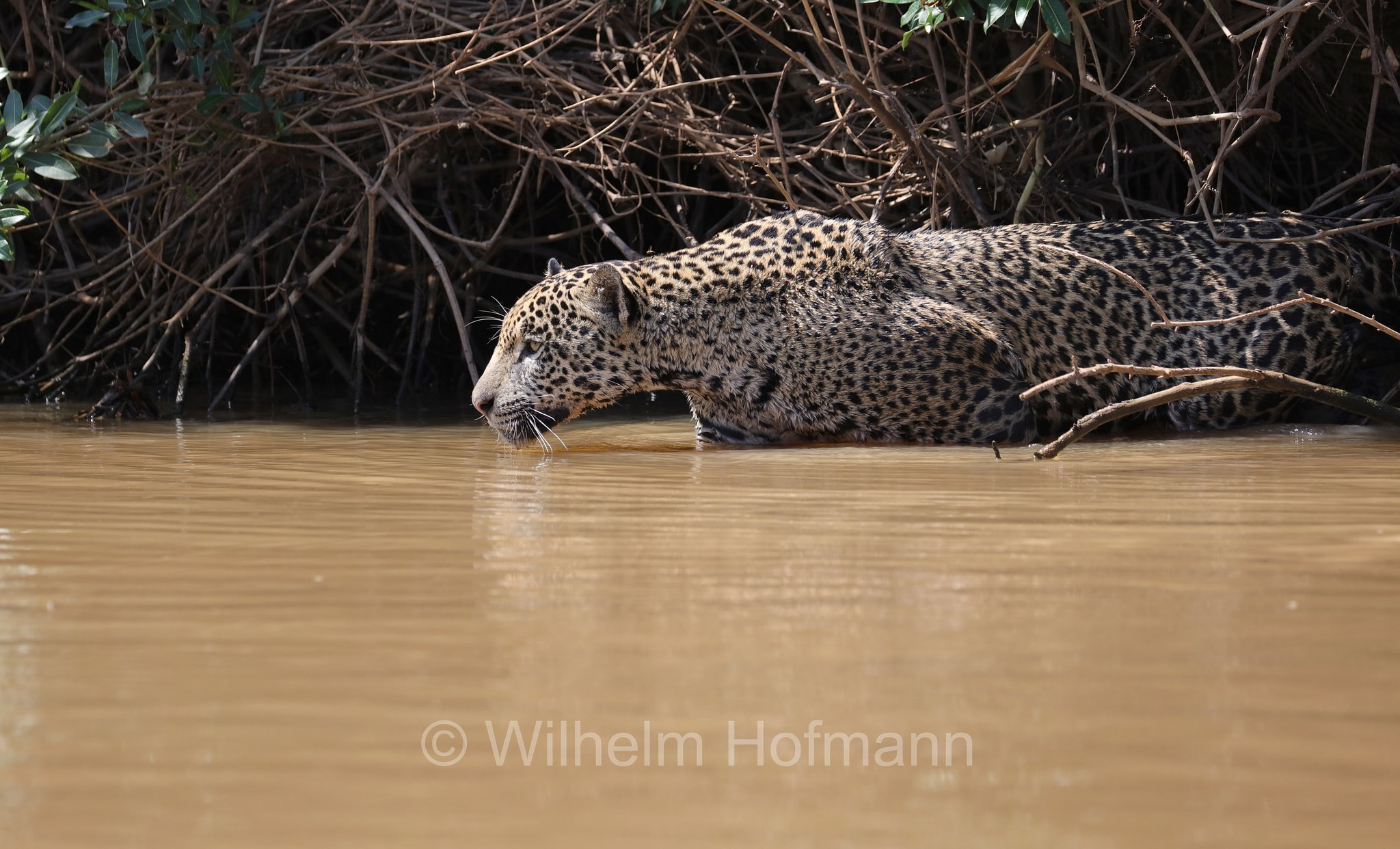Jaguar, ﻿giaguaro, Panthera onca, Parque Estadual Encontro das Águas, Pantanal, Mato Grosso, Brazil, Brasil, Brasile, Brasilien