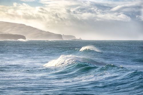 Seascapes, ocean, waves, shores, sand, rocks, surf, clouds, sky, travel, nature, landscape, seaside, beach, Saint Clair, Dunedin, Otago, South Island, New Zealand, seagulls, albatross, long dog,