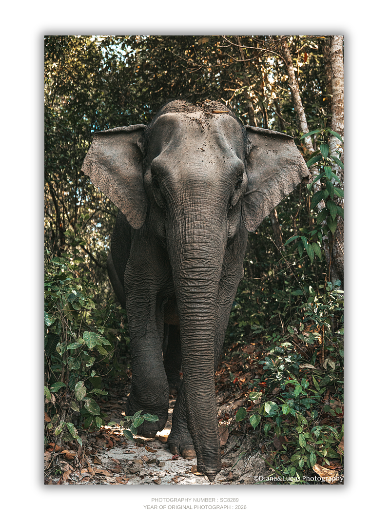 COLLECTION - GIANTS OF THE LAND VERTICAL - "Through the Green" - LIMITED EDITION 10 of 10