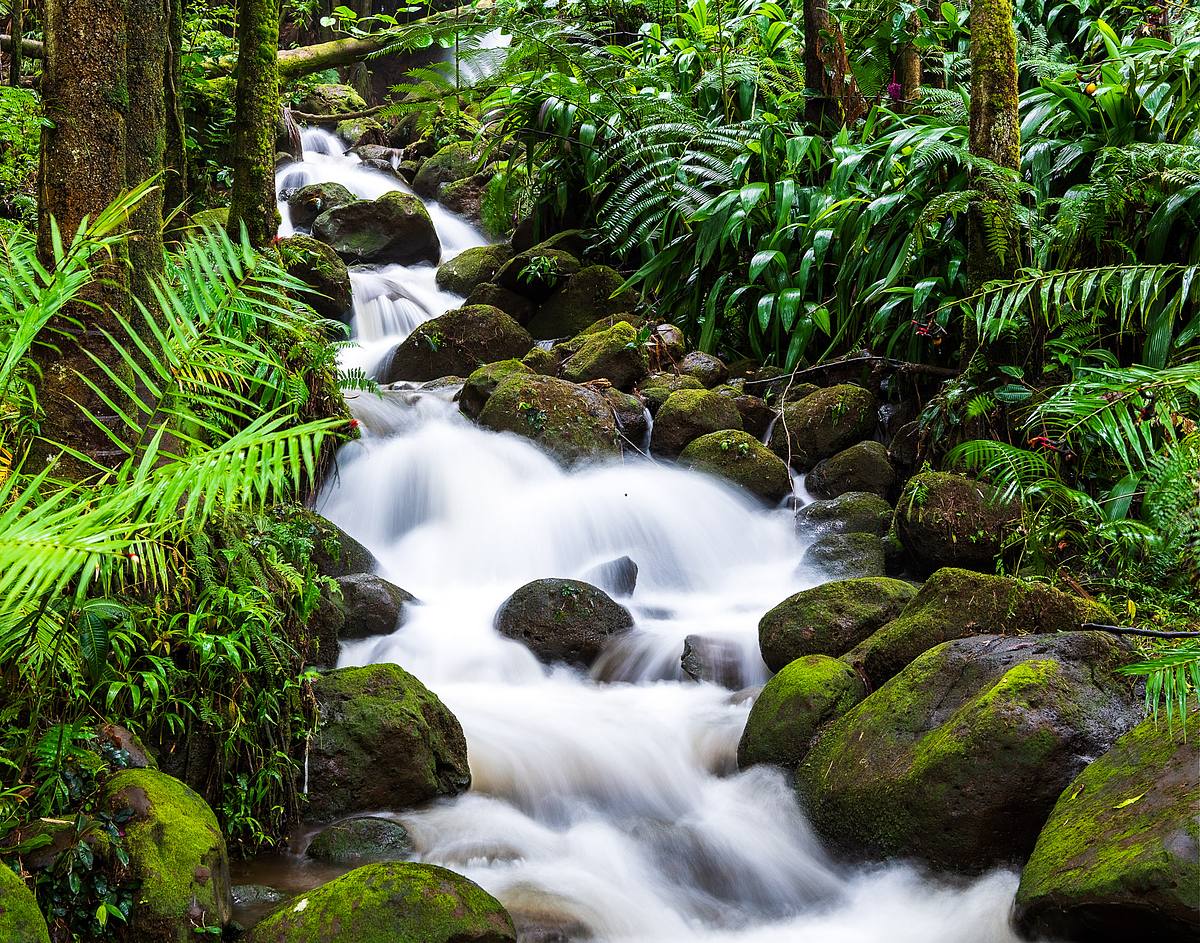 Onomea Stream, Hawaii Tropical Botanical Garden
