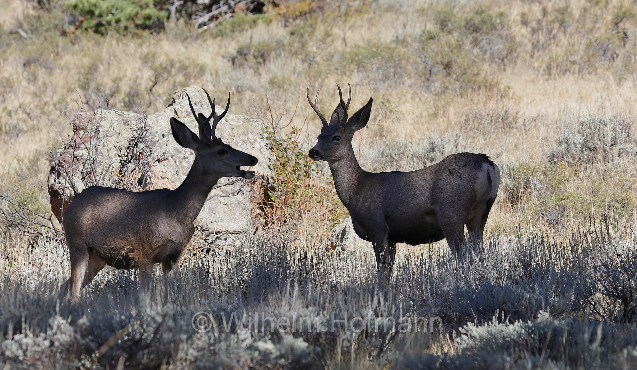 Odocoileus hemionus hemionus, Rocky Mountain Mule Deer, Rocky-Mountain-Maultierhirsch, cervo mulo delle Rocciose, ﻿﻿Beaver Meadows, Rocky Mountain National Park, ﻿Rocky-Mountain-Nationalpark, parco nazionale delle Montagne Rocciose, Colorado, USA