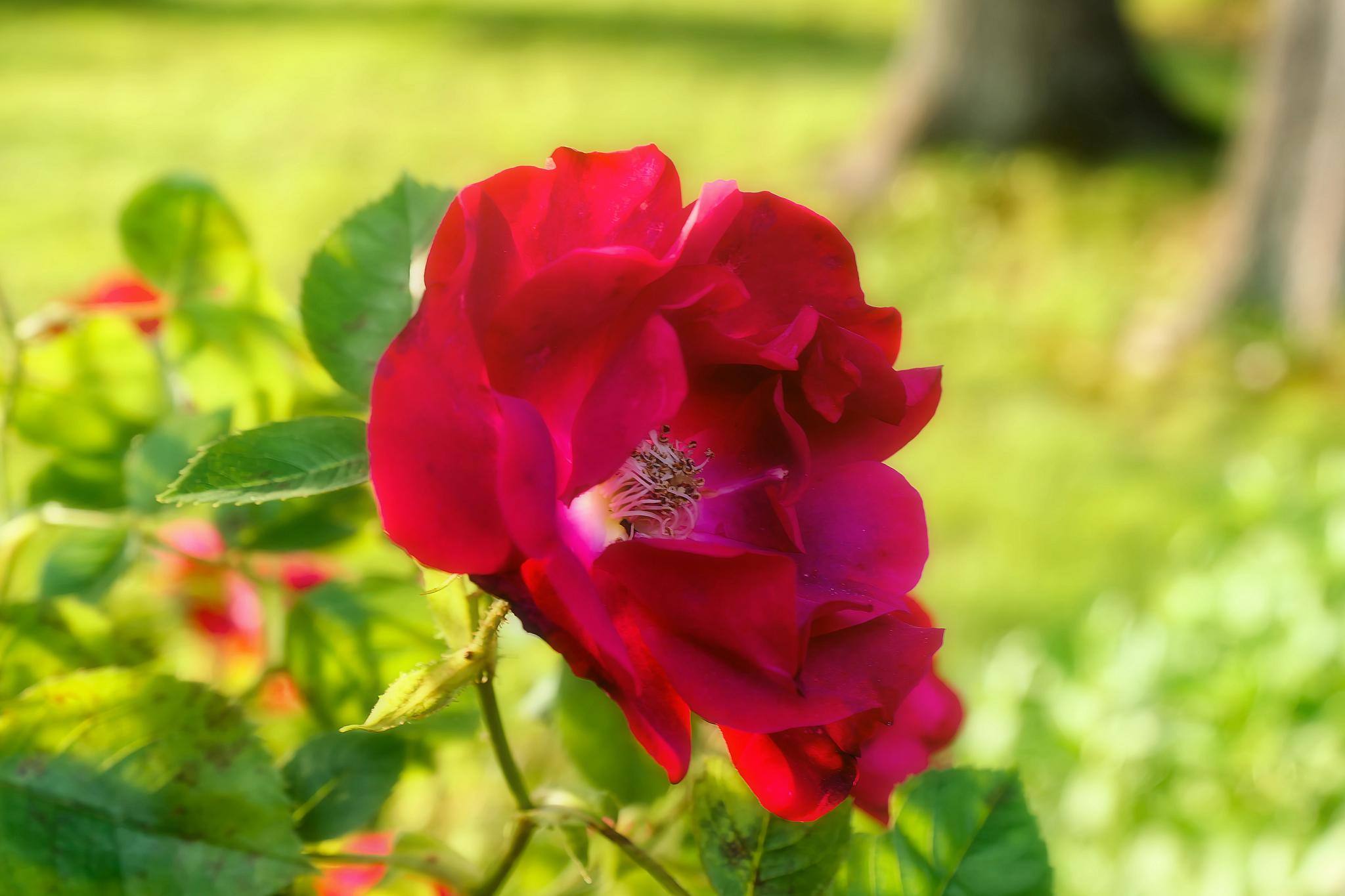 Exploring Rhode Island's Wildflowers: A Flower Hunter's Journey