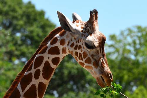 giraffe
