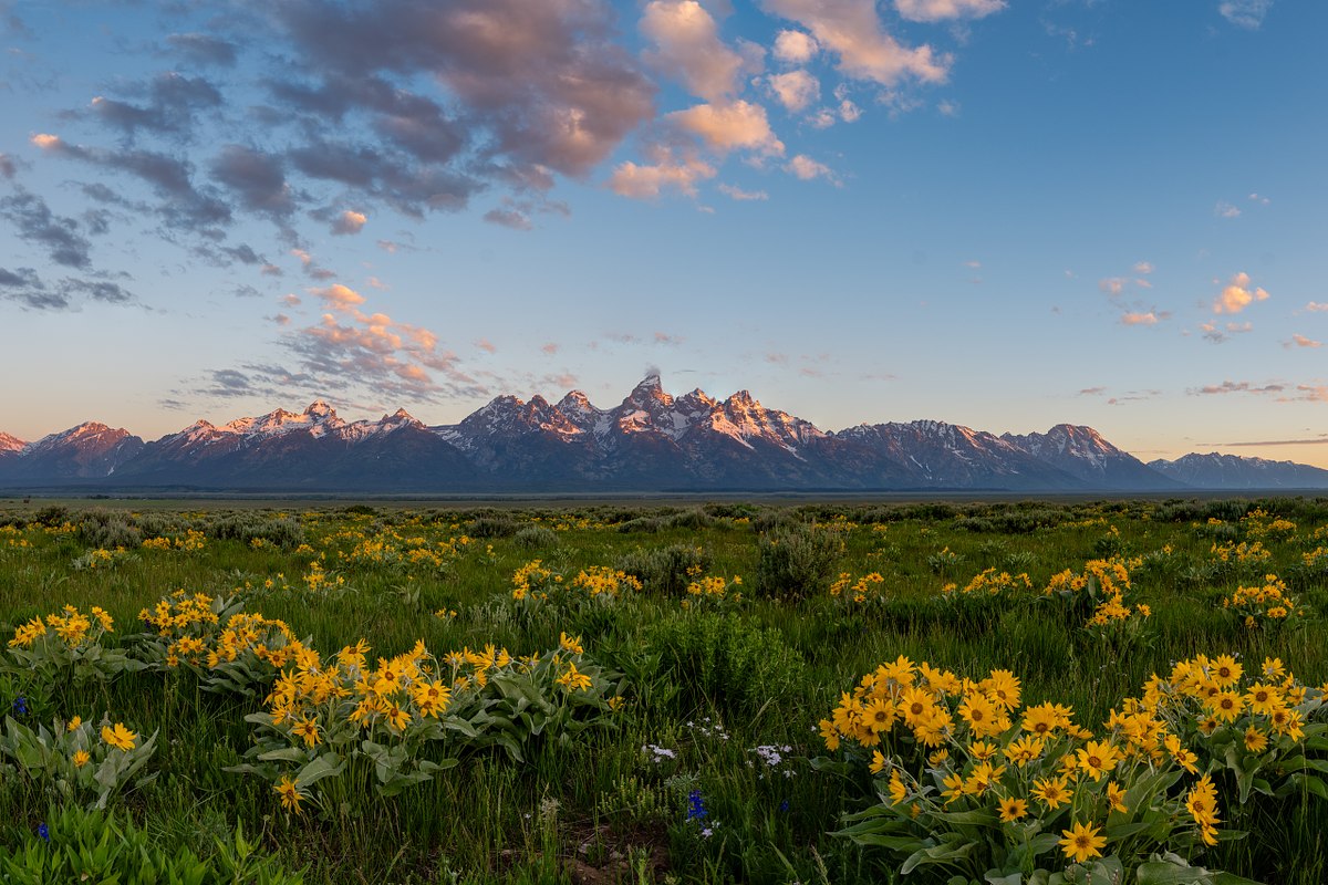 Teton-Dawn-Floral