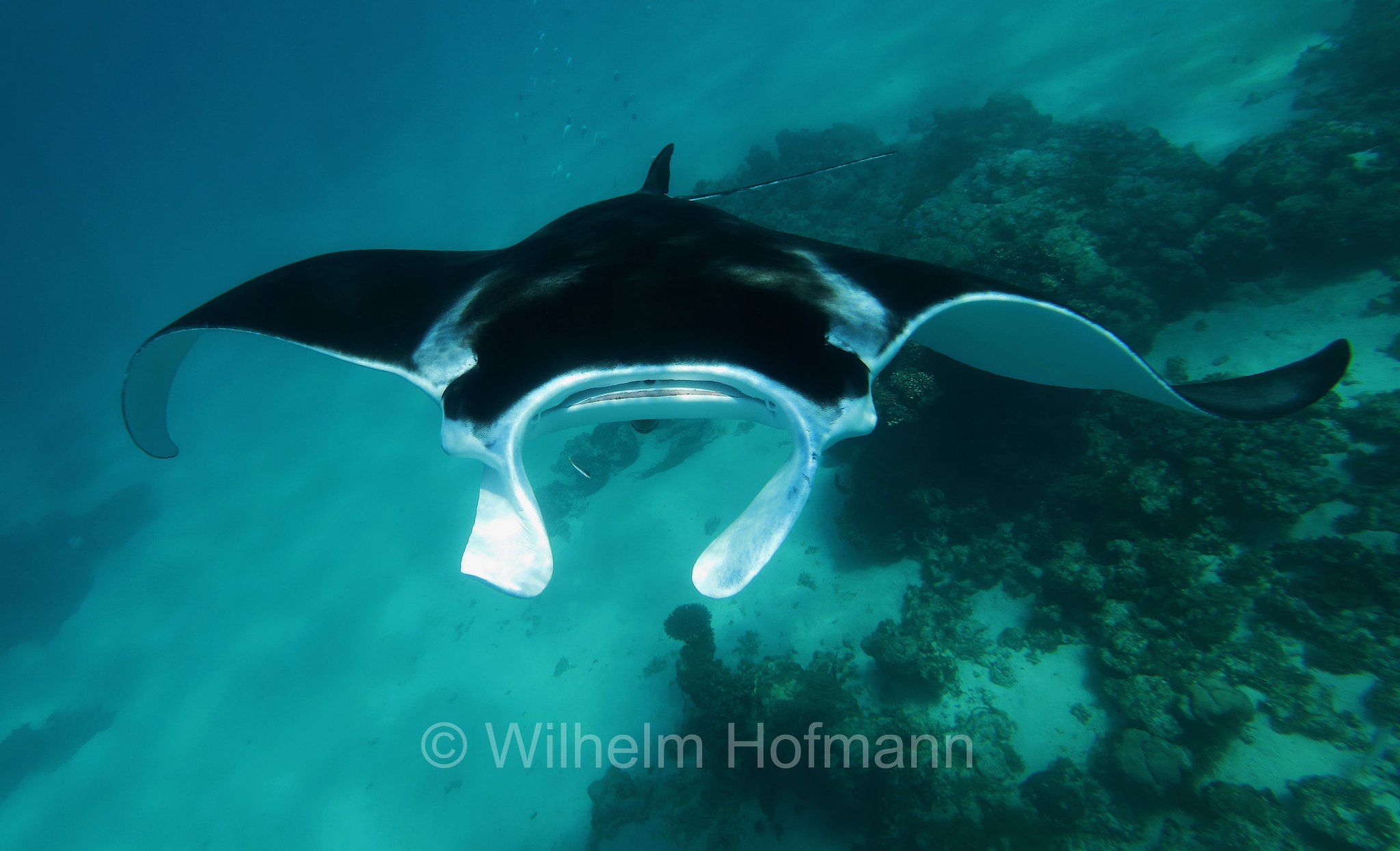 reef manta ray, Riffmanta, manta della barriera corallina, Mobula alfredi, Manta alfredi, Ningaloo Coast, Ningaloo Marine Park, Ningaloo Commonwealth Marine Reserve, Costa di Ningaloo, Western Australia, Westaustralien, Australia Occidentale, Australia, Australien