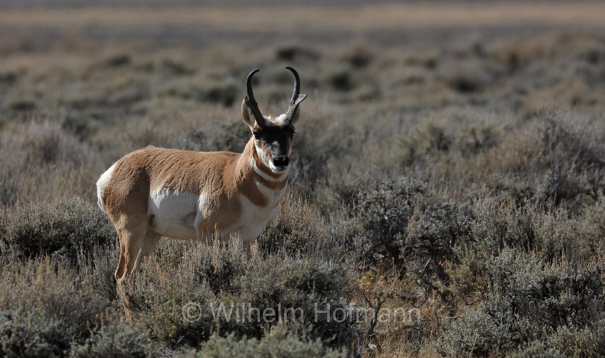 Antilocapra americana, pronghorn, American antelope, prong buck, pronghorn antelope, prairie antelope, Gabelbock, Gabelhornantilope, Gabelantilope, Gabelhorntier, Pronghorn, antilocapra, Arapaho National Wildlife Refuge, Colorado, USA