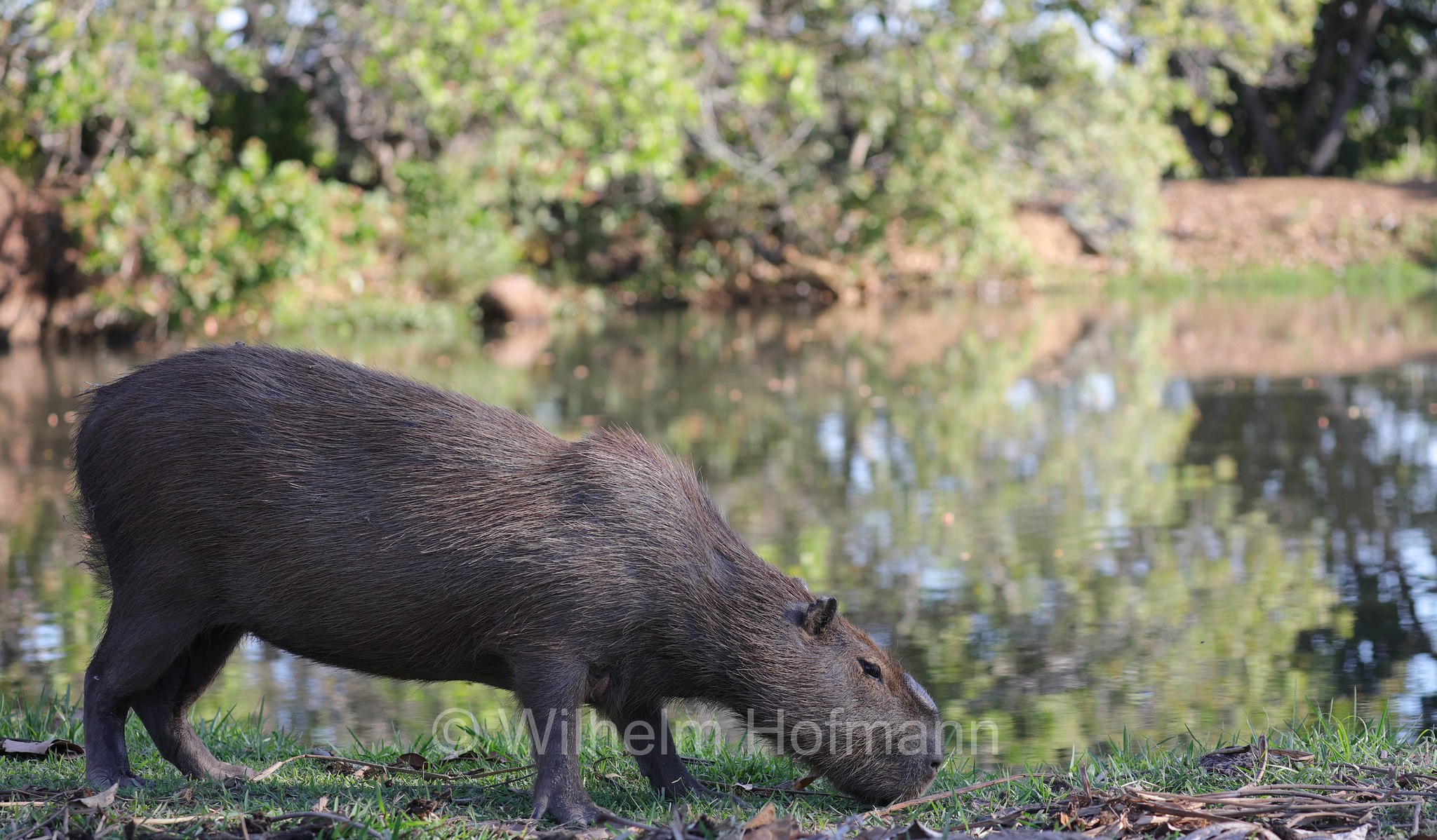 capybara, greater capybara, Wasserschwein, capibara, idrochéro, capivara, chigüire, nutriae, quiuit, chigüiro, fercho, carpincho, ronsoco, Hydrochoerus hydrochaeris, Pantanal, Mato Grosso, Brazil, Brasil, Brasile, Brasilien