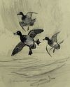 Bluebills Passing