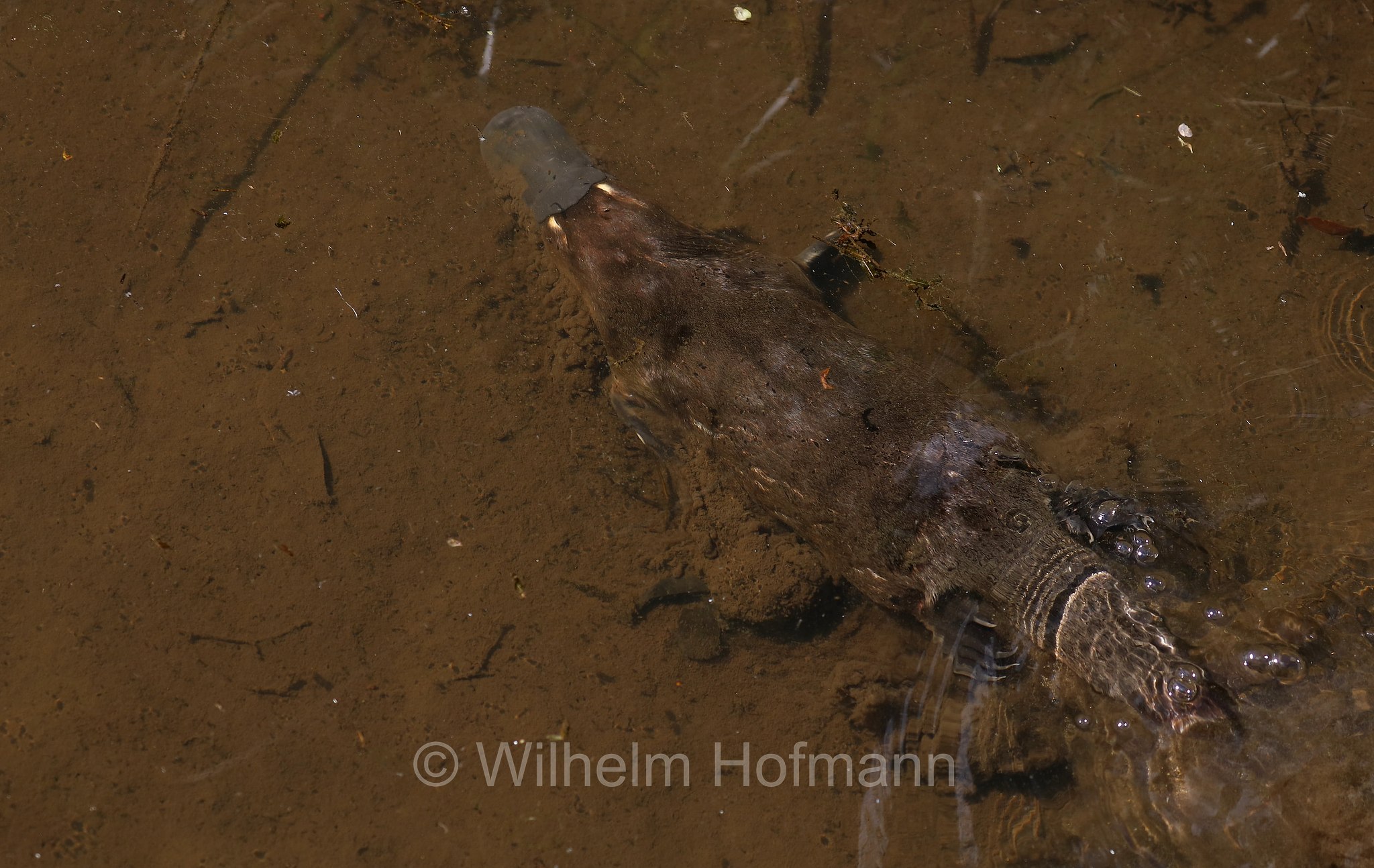 platypus, duck-billed platypus, Schnabeltier, ornitorinco, platipo, Ornithorhynchus anatinus, Tasmanian Arboretum, Tasmania, Tasmanien, Australia, Australien