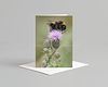 Bee Card Pack