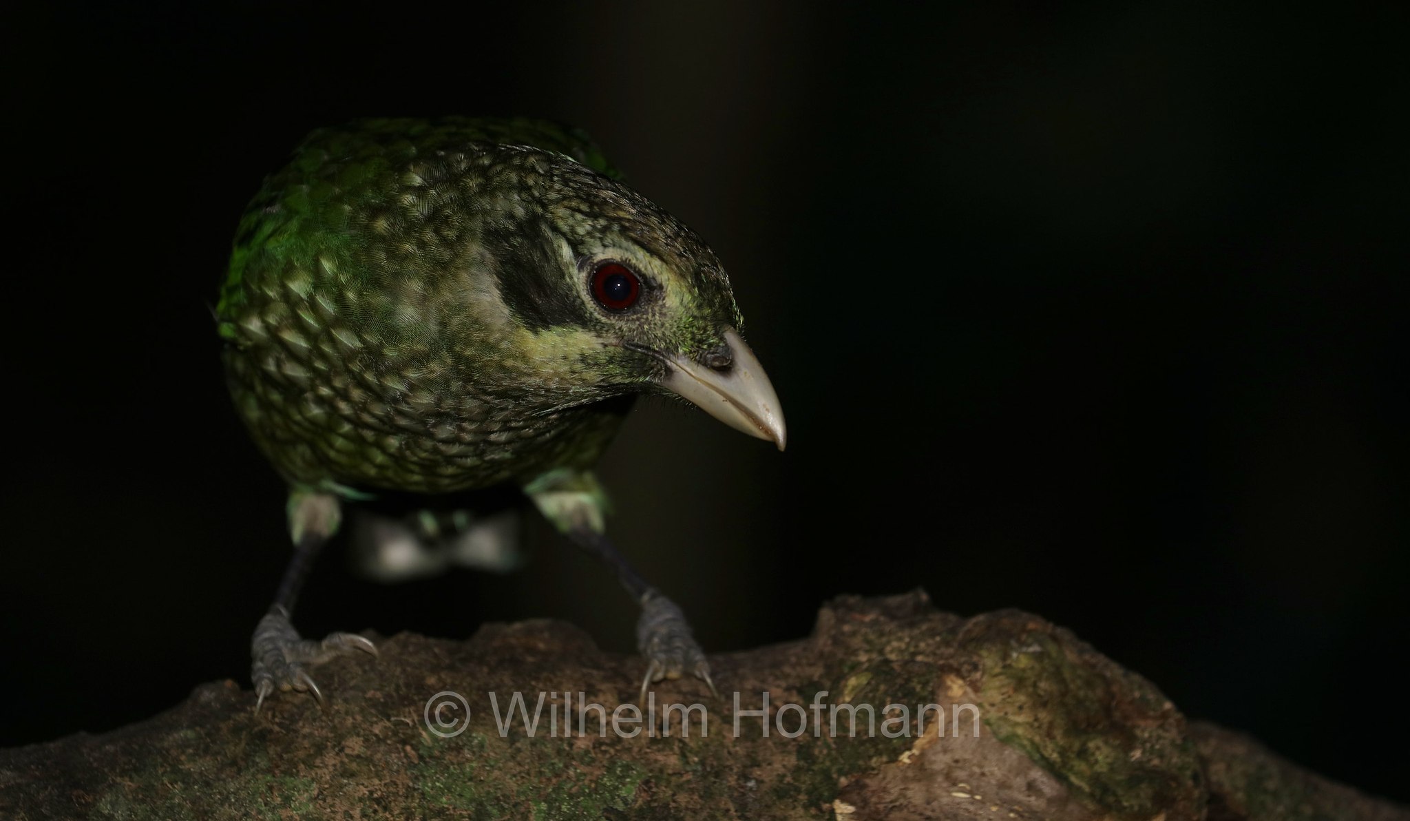 Ailuroedus melanotis, black-eared catbird, Schwarzohr-Laubenvogel, uccello gatto guancenere, Crater Lakes National Park, Crater-Lakes-Nationalpark, Queensland, Australia, Australien