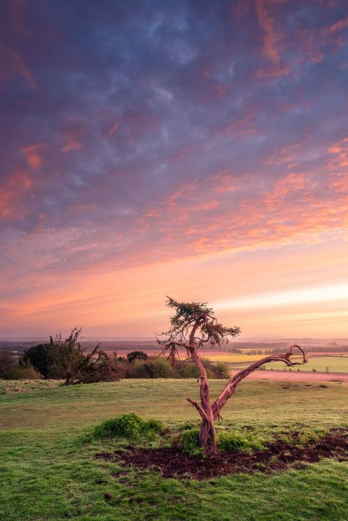 A Withered Tree in a Purple Sunrise