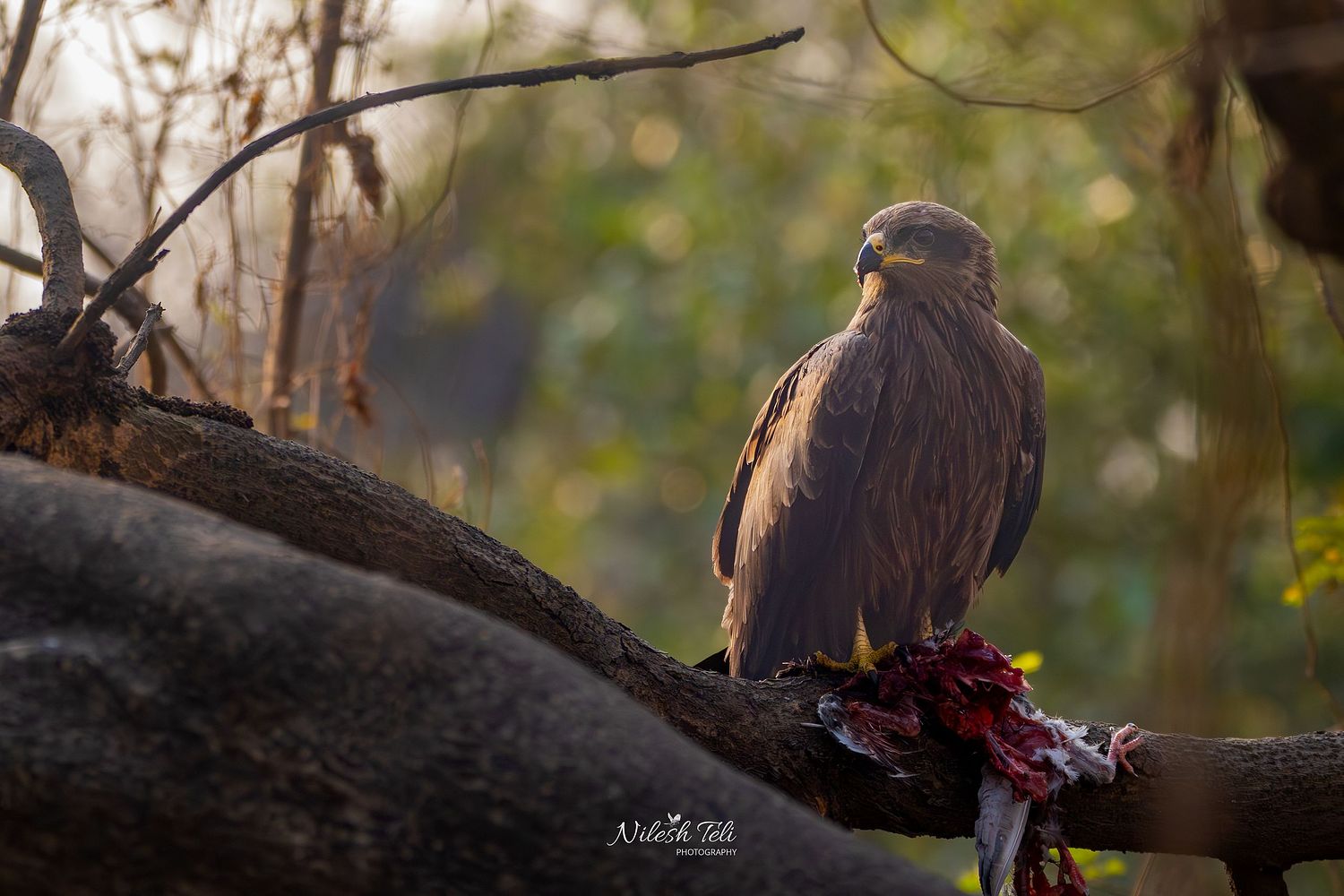 Nilesh Teli